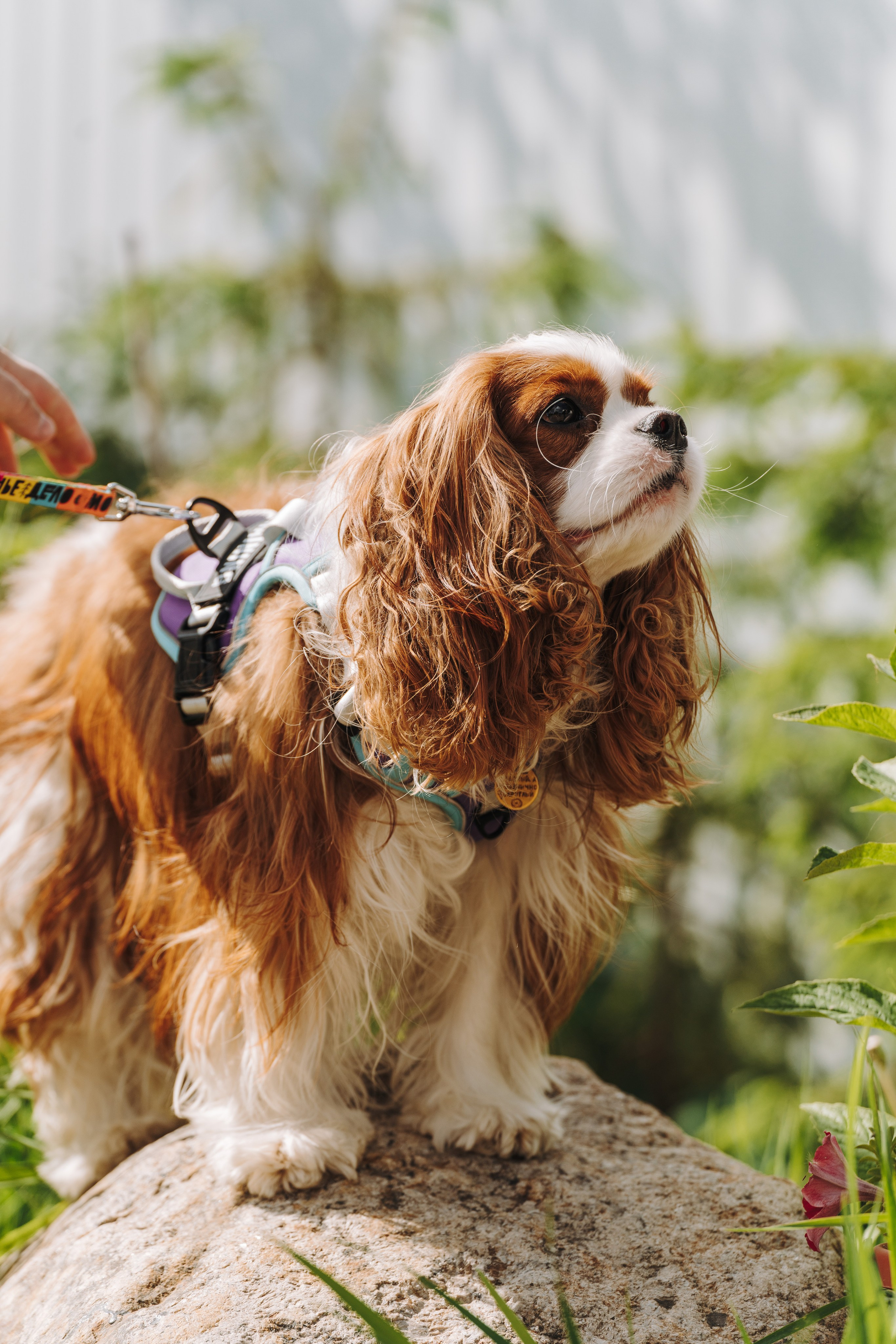 Соревнования по ноузворку. Фотограф анималист в Спб недорого Олеся Майорова