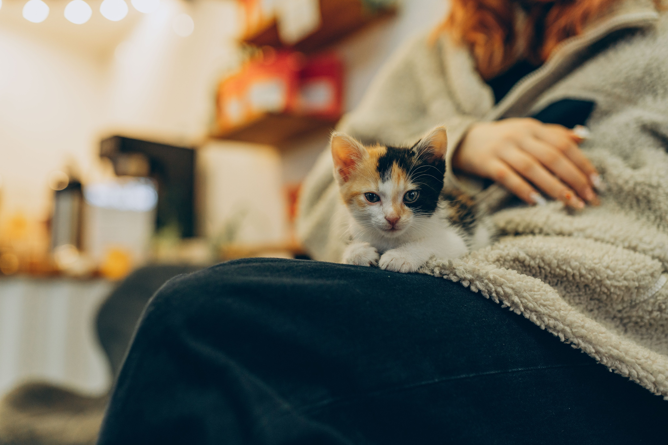 Соник. Фотограф анималист в Спб недорого Олеся Майорова