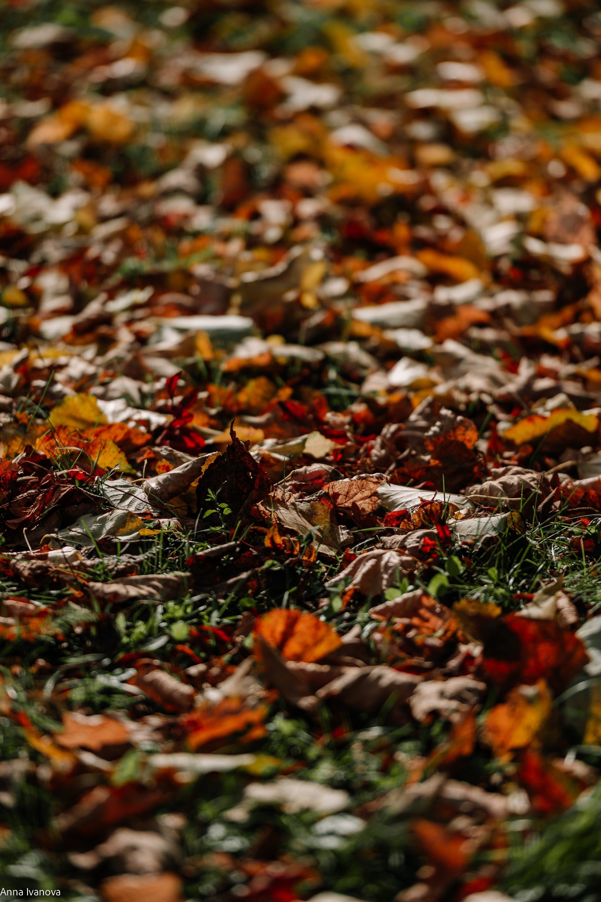 Свадебная фотосессия. Анна Иванова Свадебный Фотограф Чебоксары