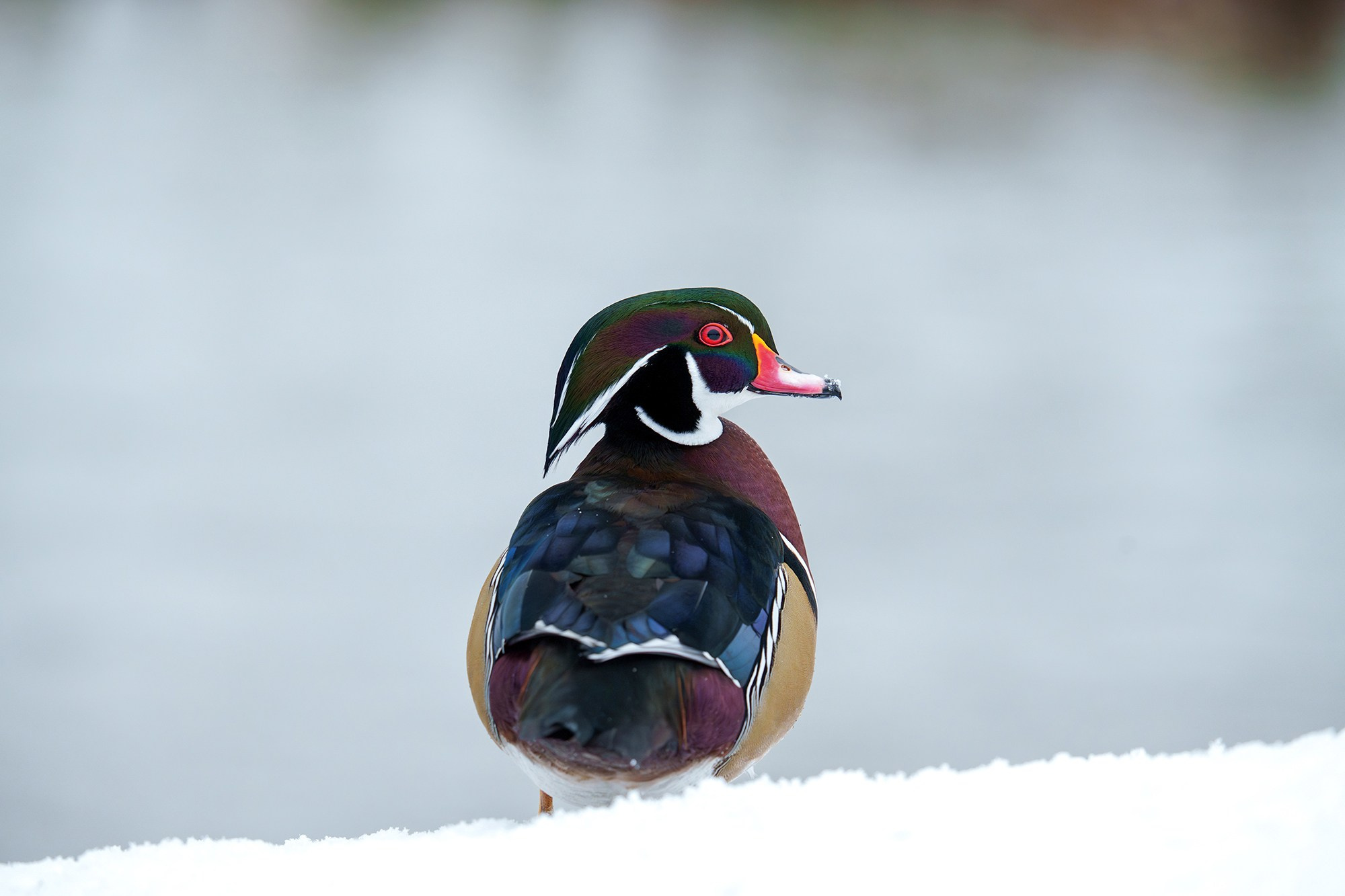 Удивительные мир птиц. Вокруг нас столько прекрасного — присмотритесь!. Ваш личный фотограф Марина Волкова