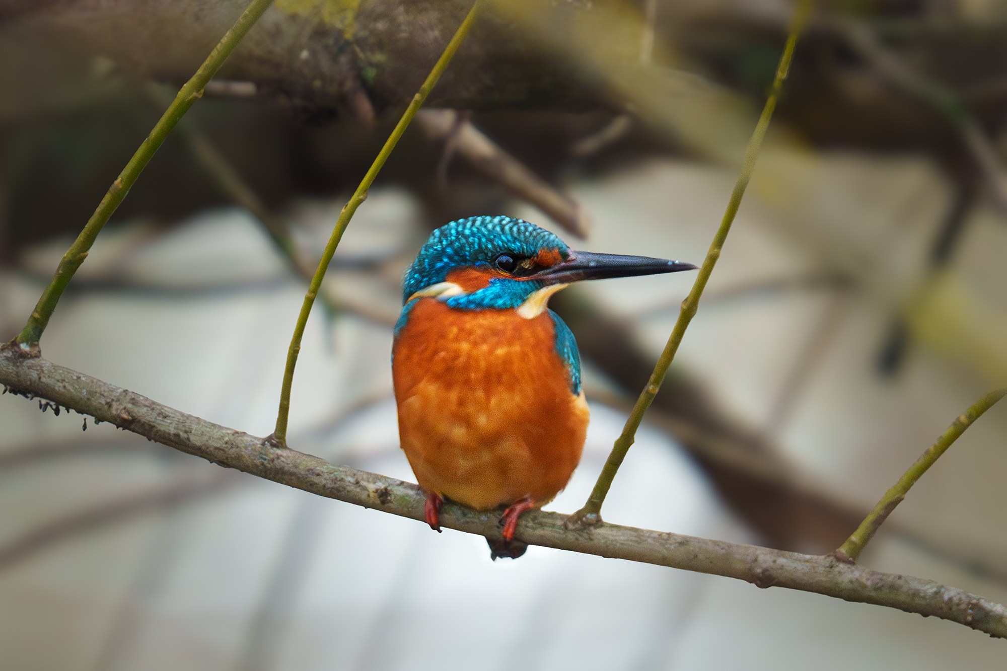 Удивительные мир птиц. Вокруг нас столько прекрасного — присмотритесь!. Ваш личный фотограф Марина Волкова