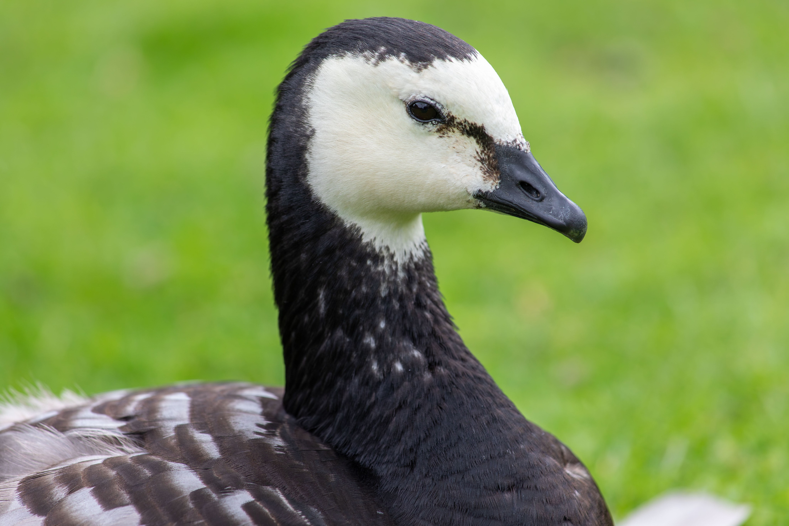 Sweden, Skansen. Воройская Анна