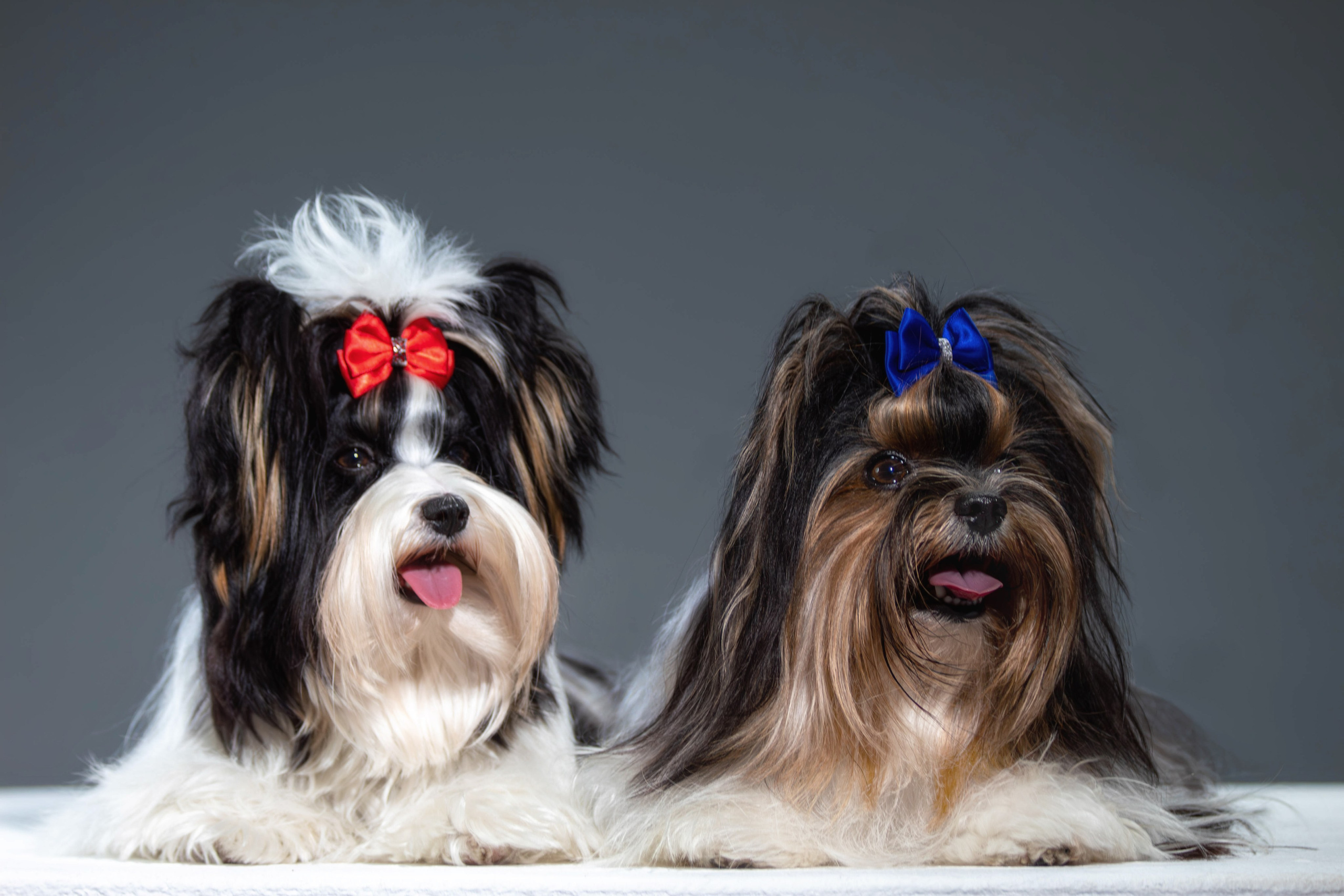 Фотосессия с животными. Фотограф анималист — Тула, Москва