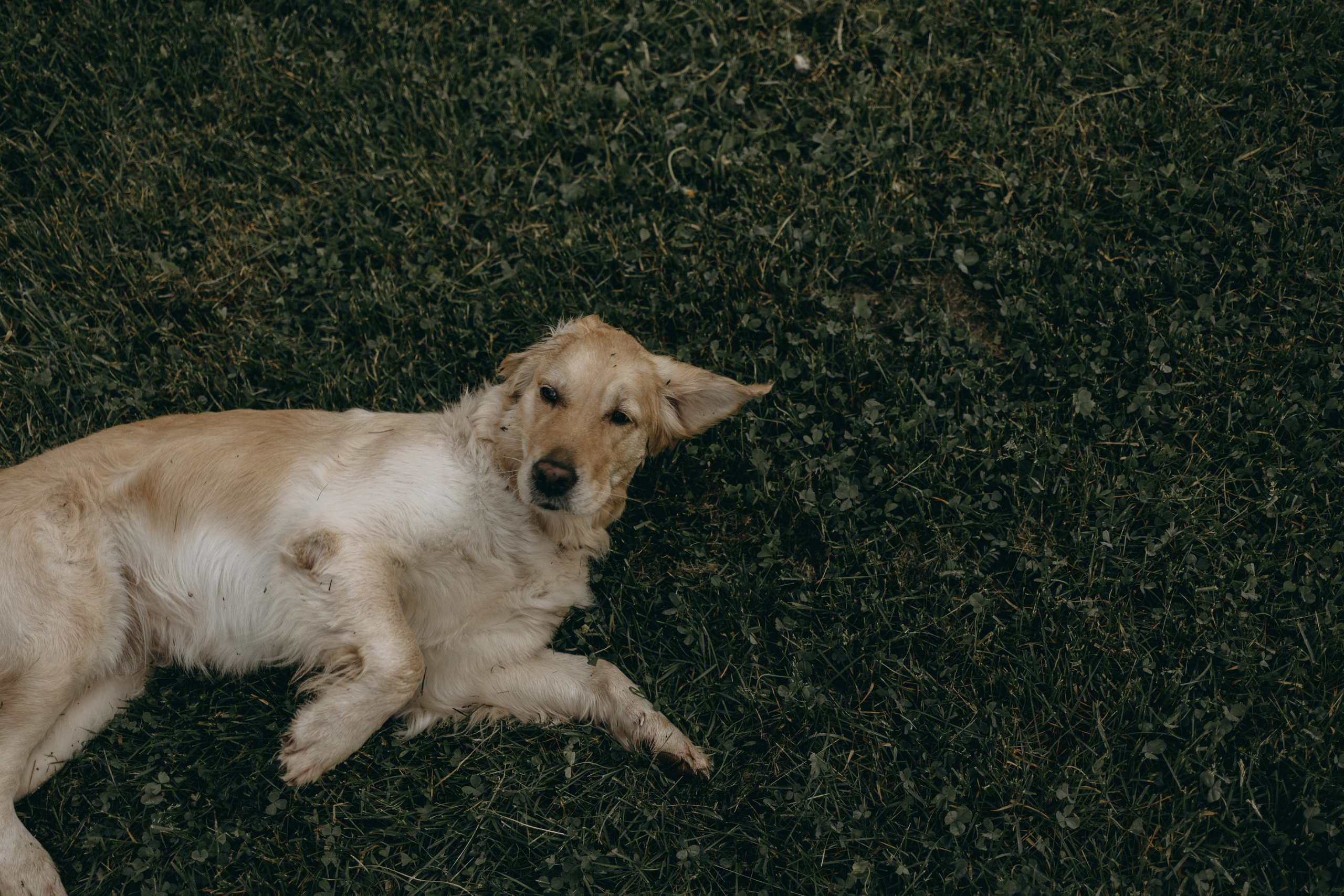 Пенни и ребята. Фотограф — Анималист | Санкт-Петербург