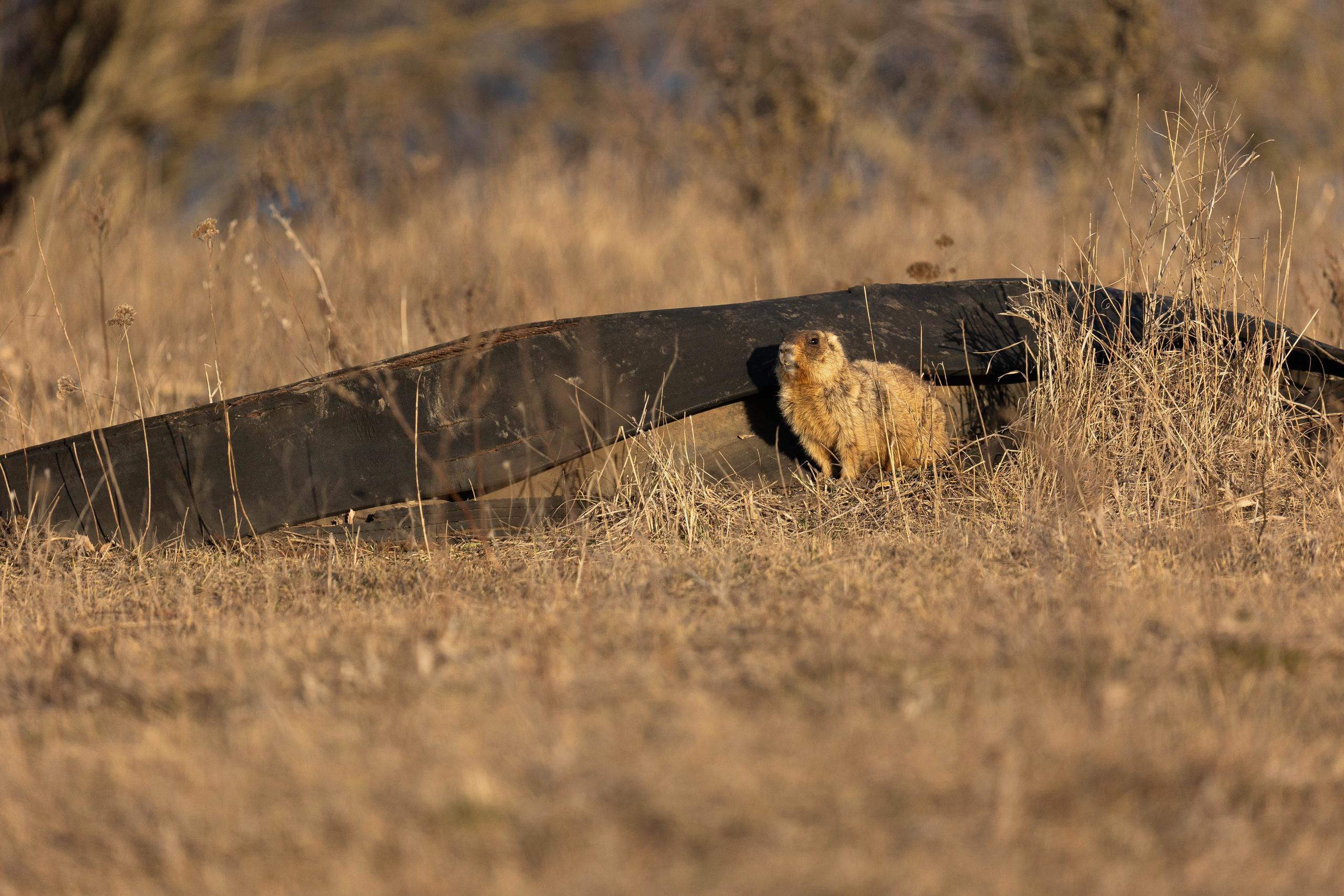 Дикий животный мир. Фотограф-АниМалист Анна Абрамова