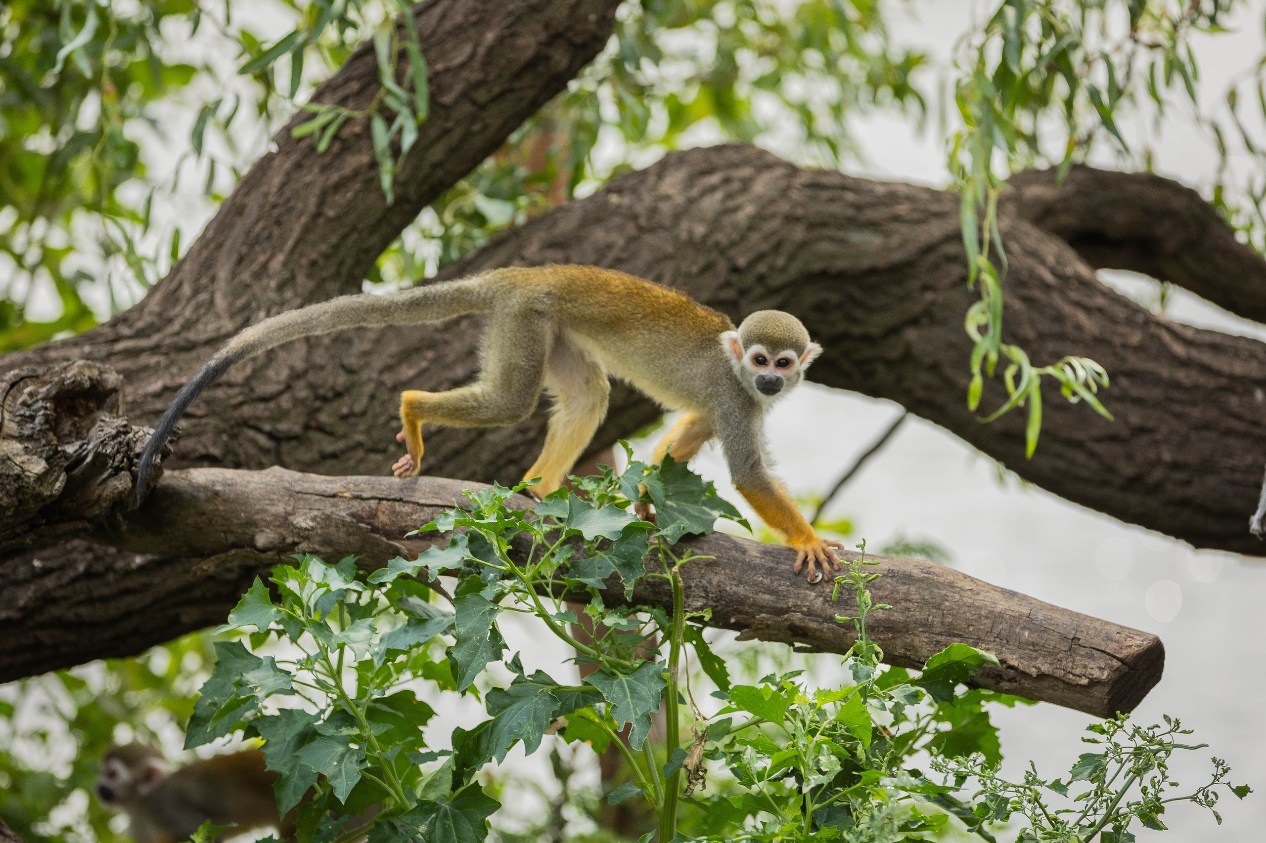 Зоопарк Малинки. Фотограф-АниМалист Анна Абрамова