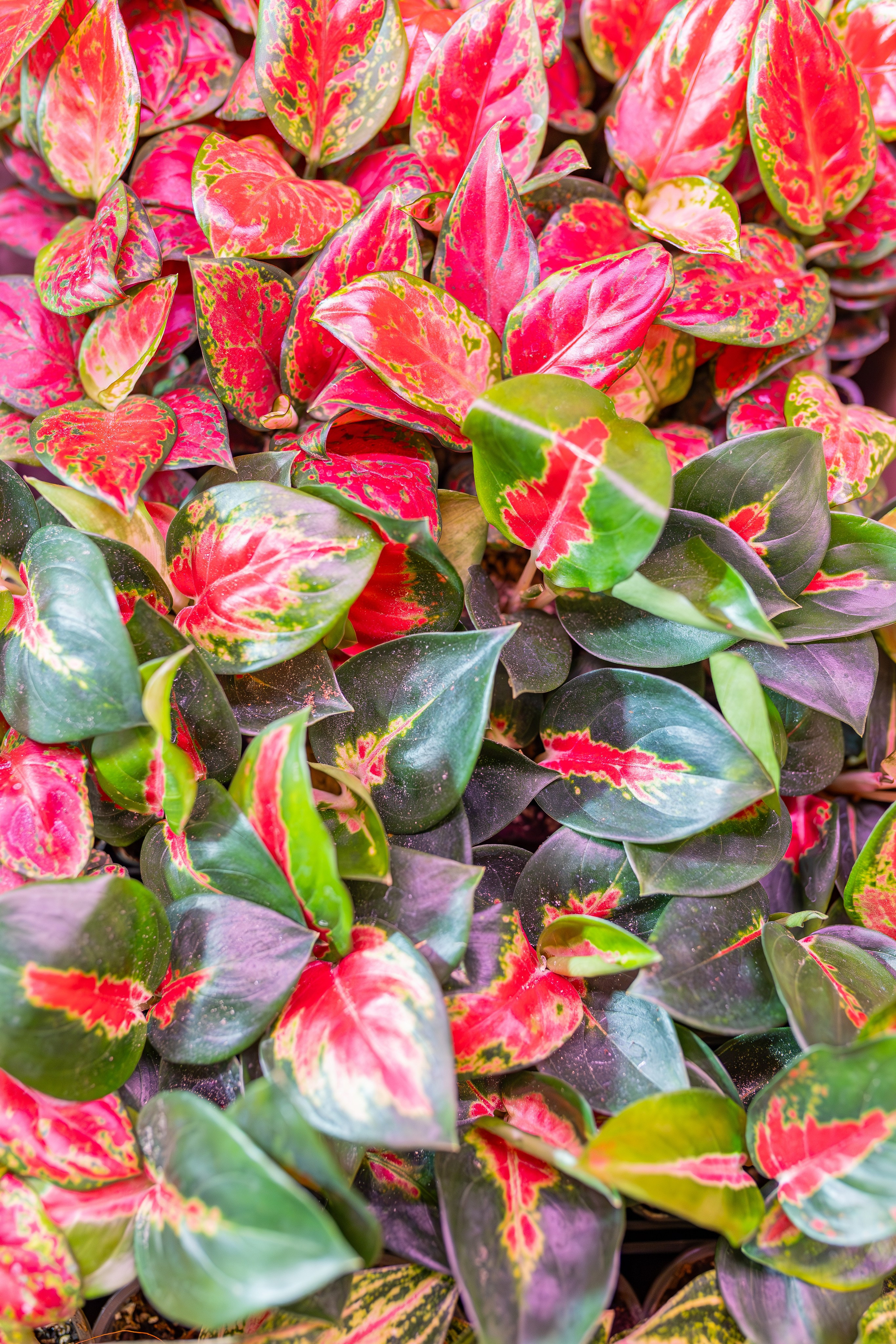 Growbox декабрь 2025. Александра Куликова фотограф, Москва