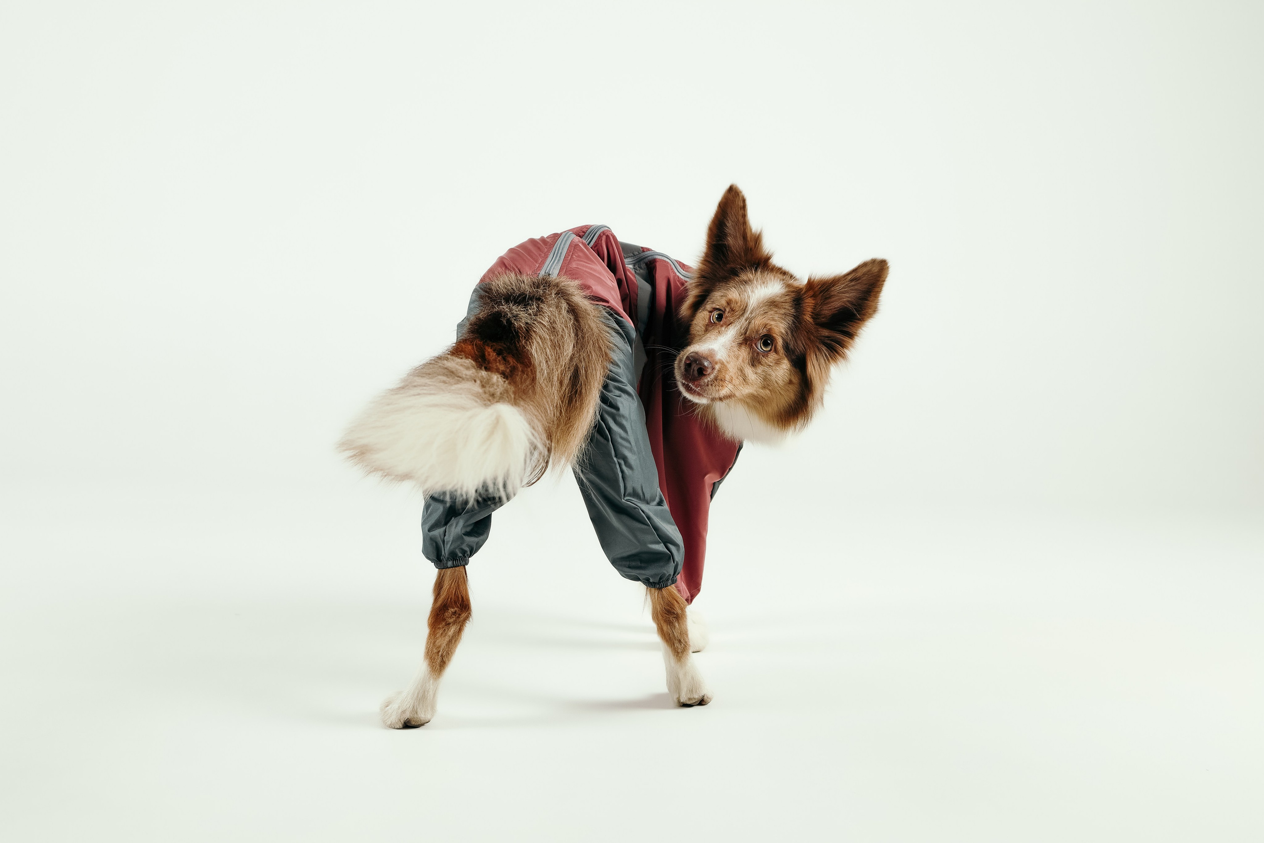 Для брендов. Фотограф- анималист Санкт-Петербург