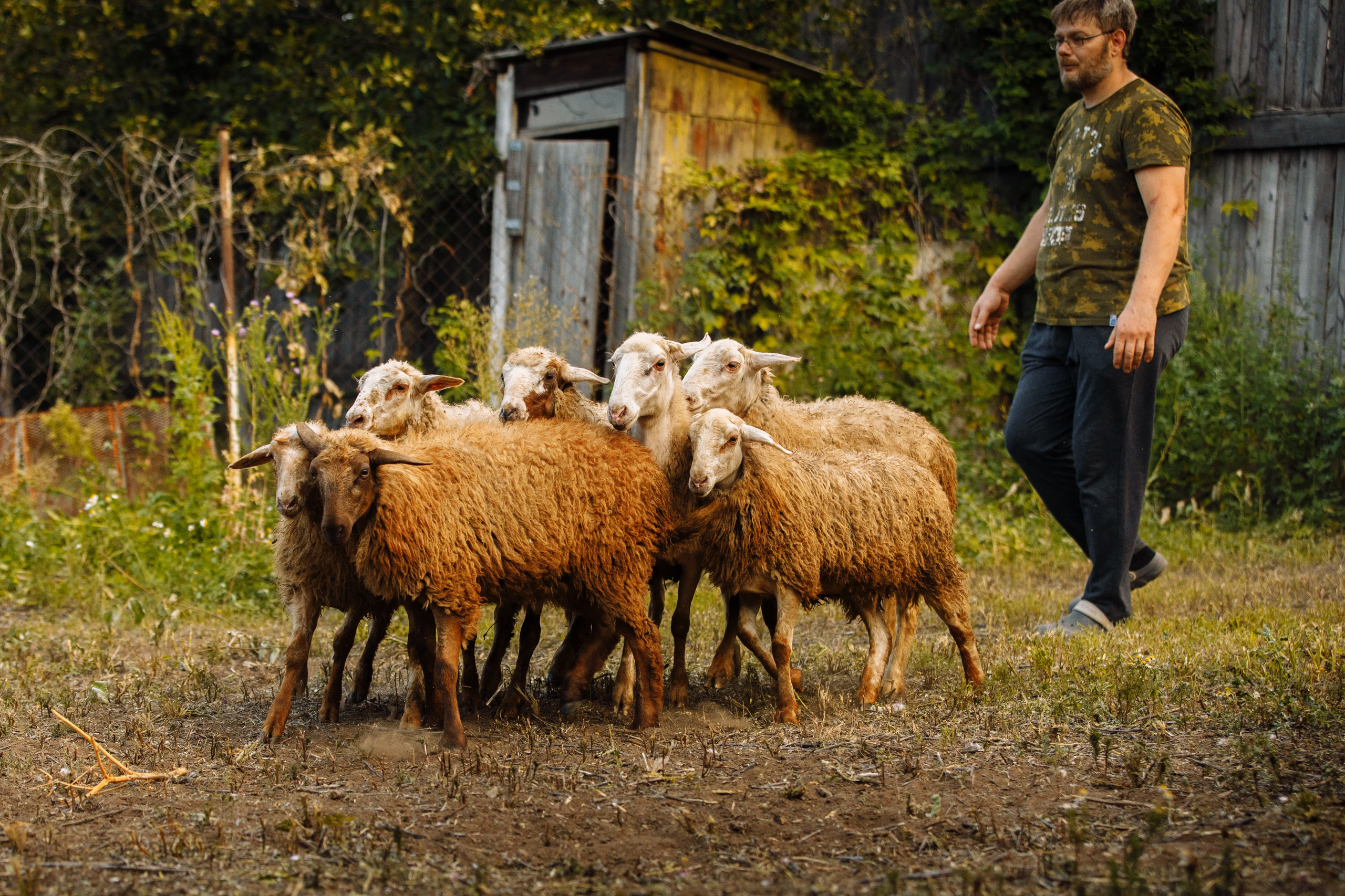 Овечий день. О нас