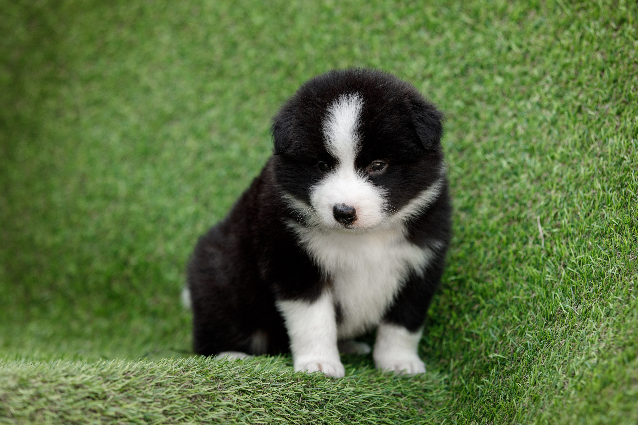 Смешарики. О нас