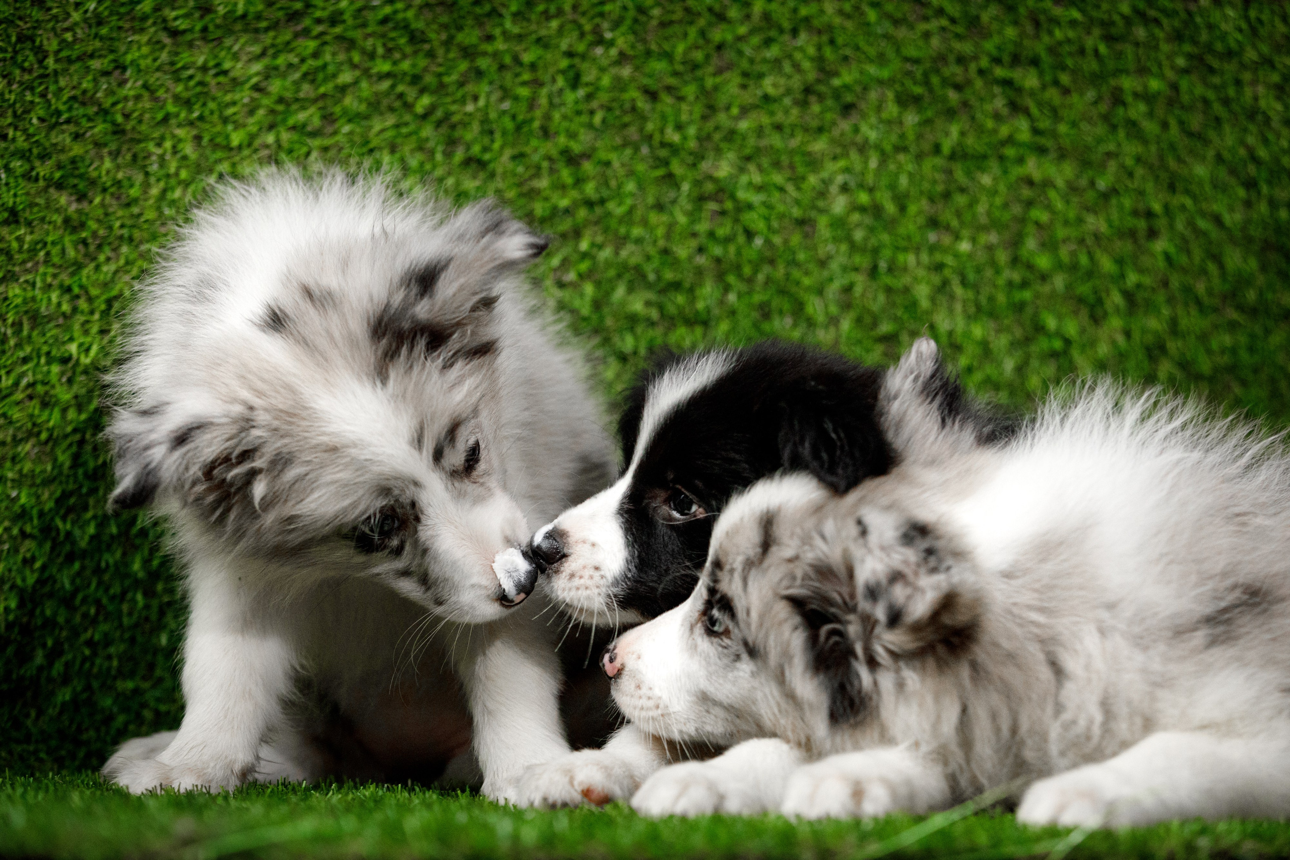 Болтовня в саду. О нас