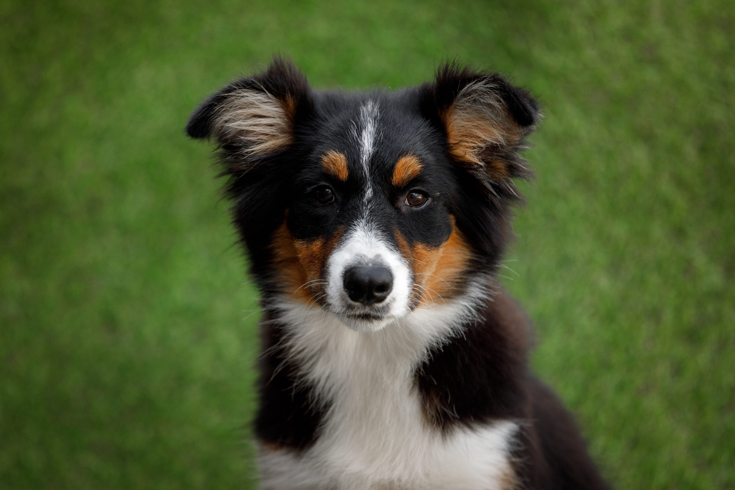 Смешарики. О нас