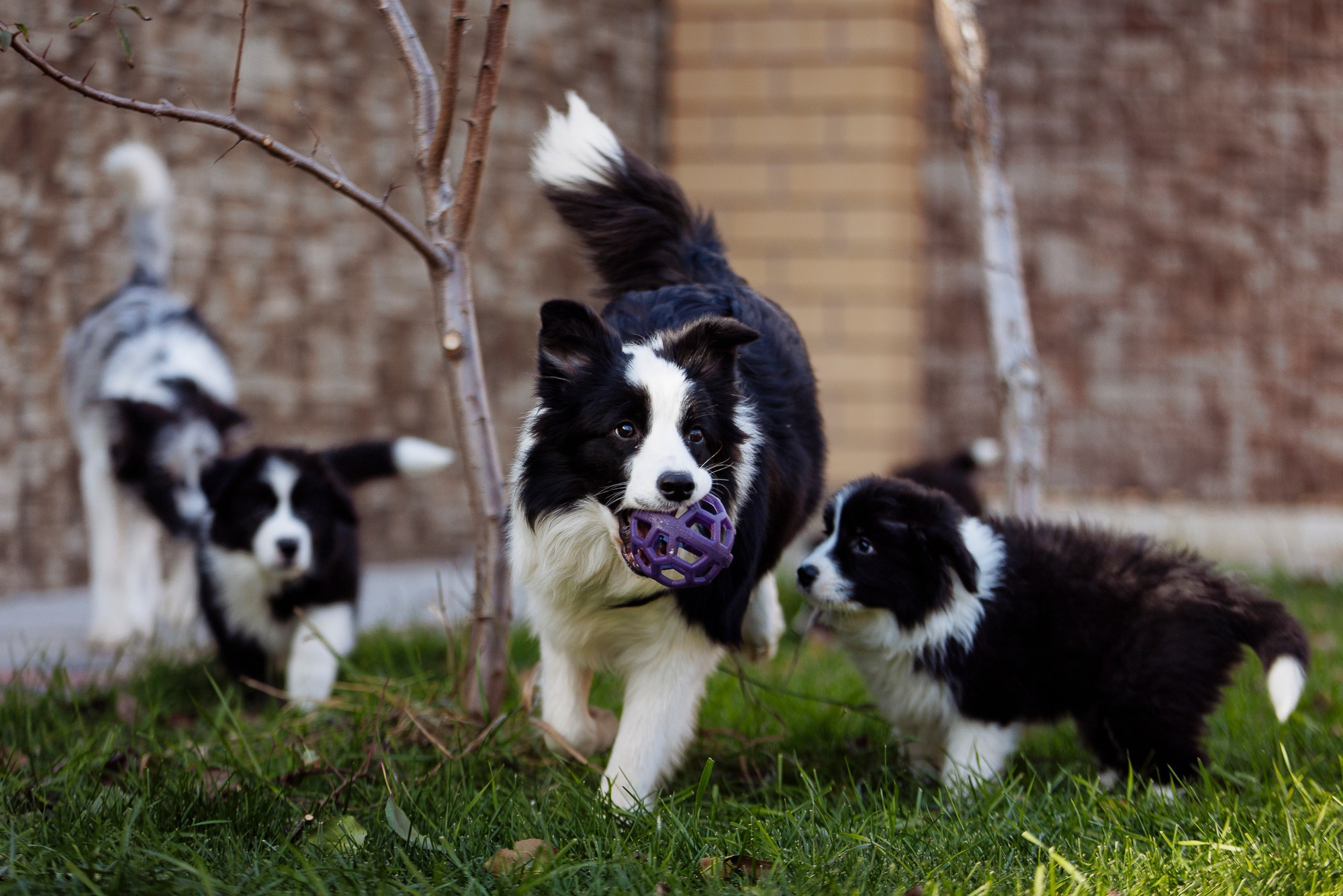 У дома с большой компанией от мала до велика. О нас