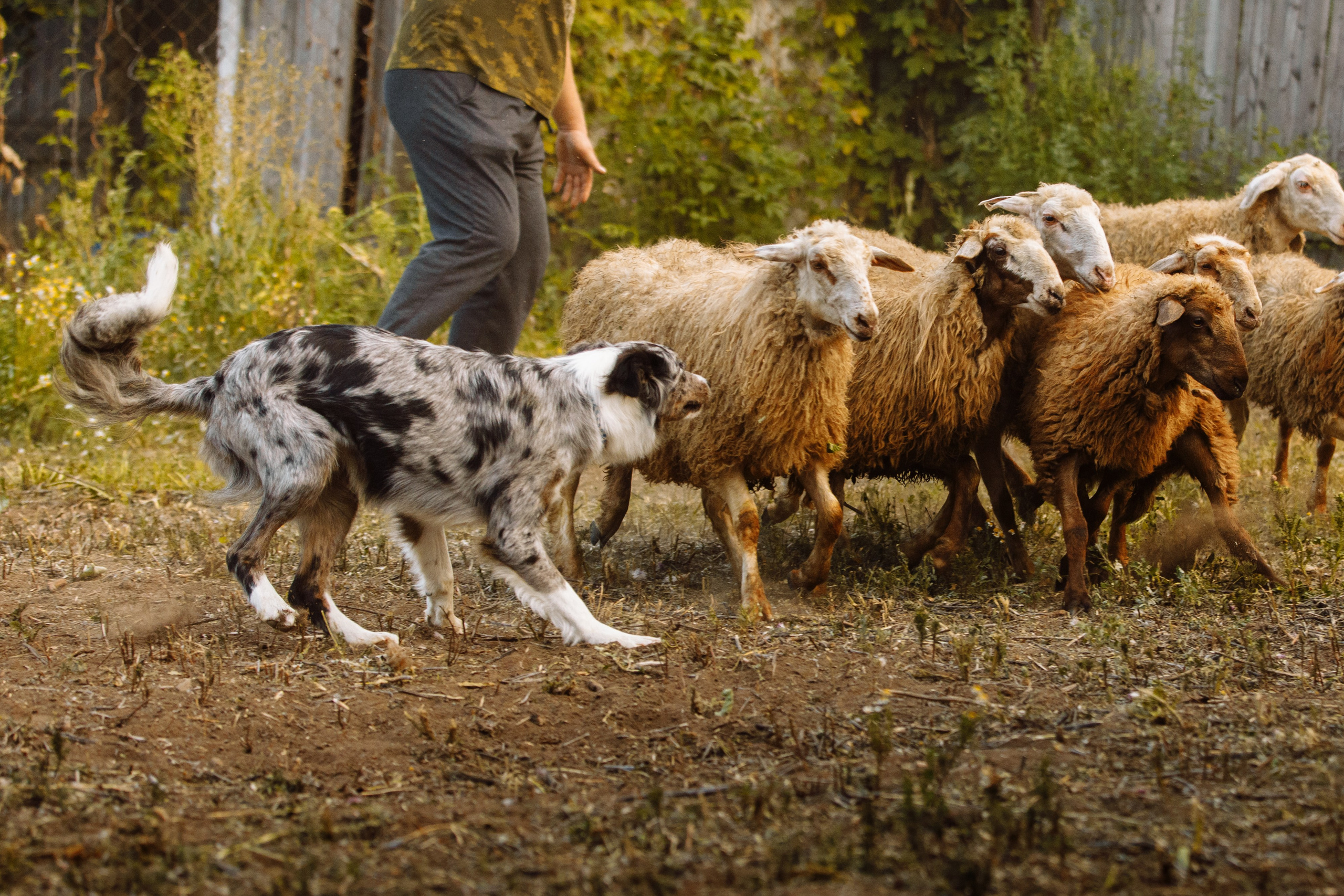 Овечий день. О нас