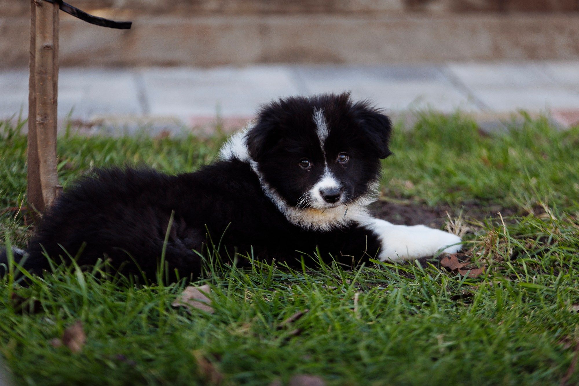 У дома с большой компанией от мала до велика. О нас