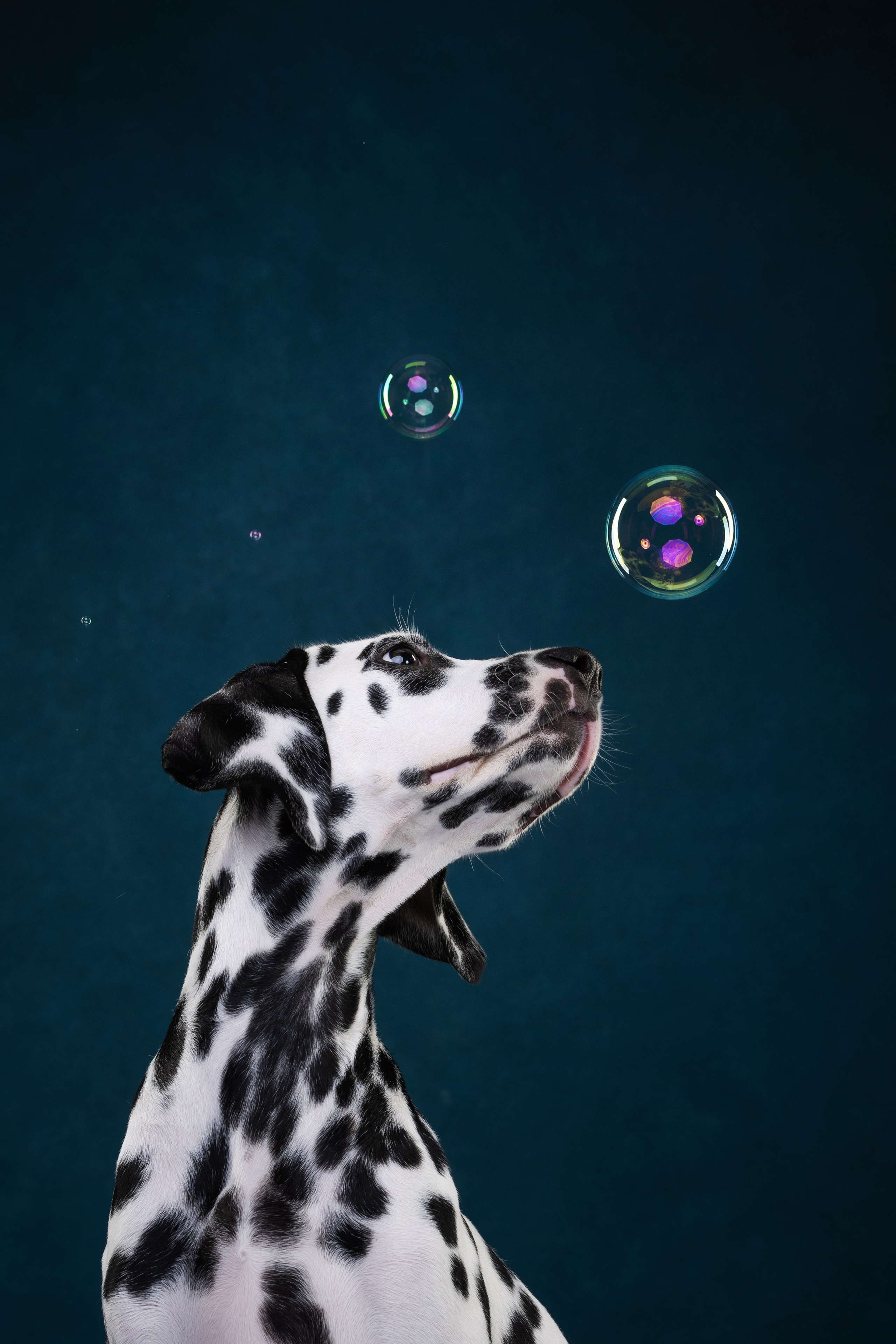 Далматин Одри. Фотограф анималист Осипчикова Мария