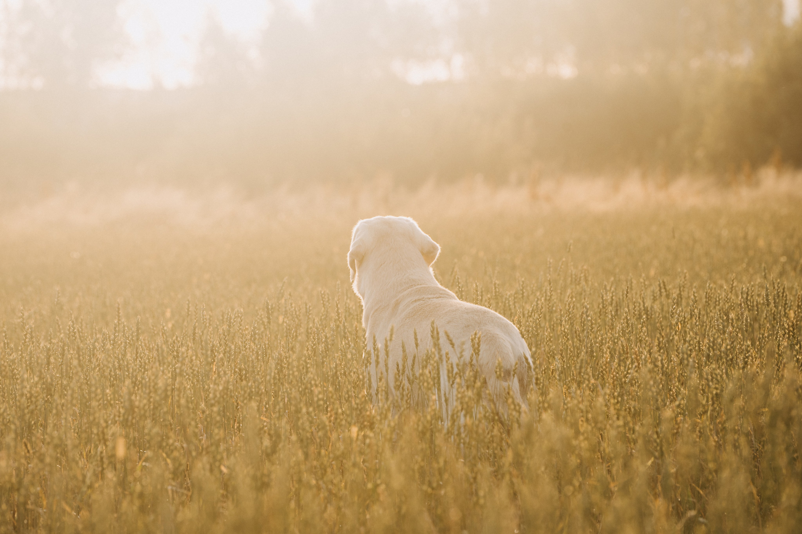 Дана и Арчи. Фотограф-анималист Анастасия Большакова