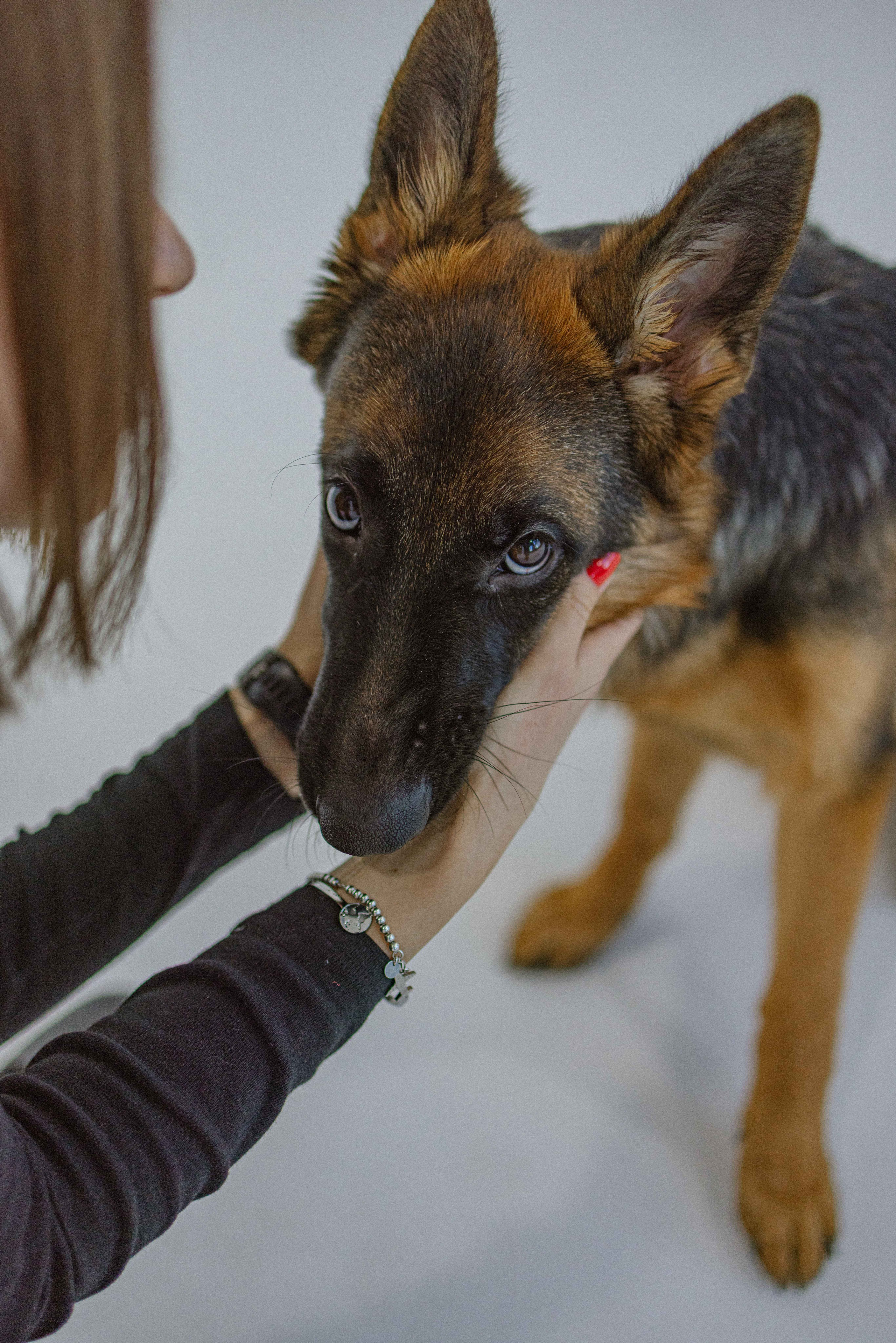 Ася и Буся. Фотограф-анималист в Москве Лера Черноног