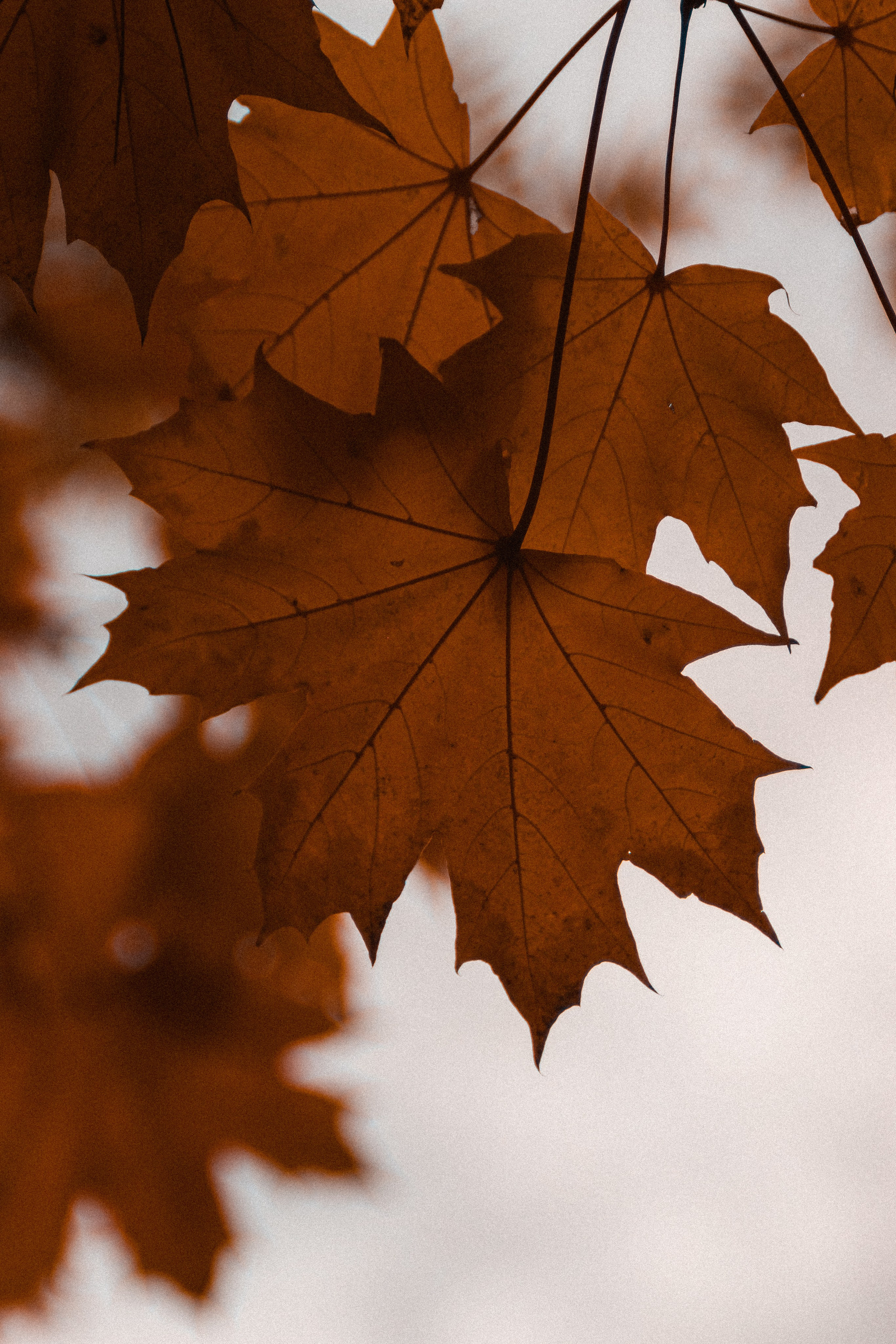 Ж Е Л Т Ы Й. — Digital Noise —