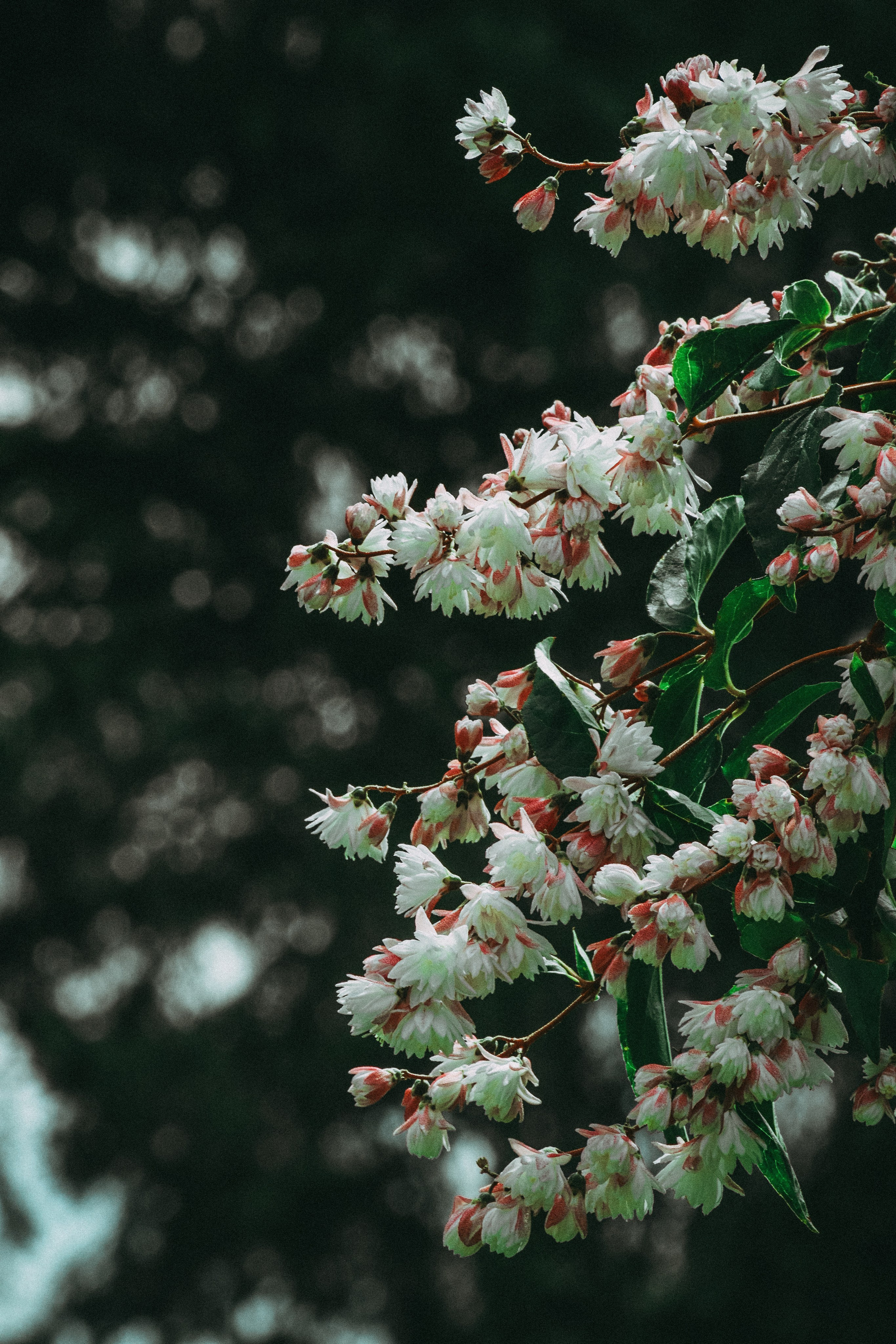 Р А С Т Е Н И Я. — Digital Noise —