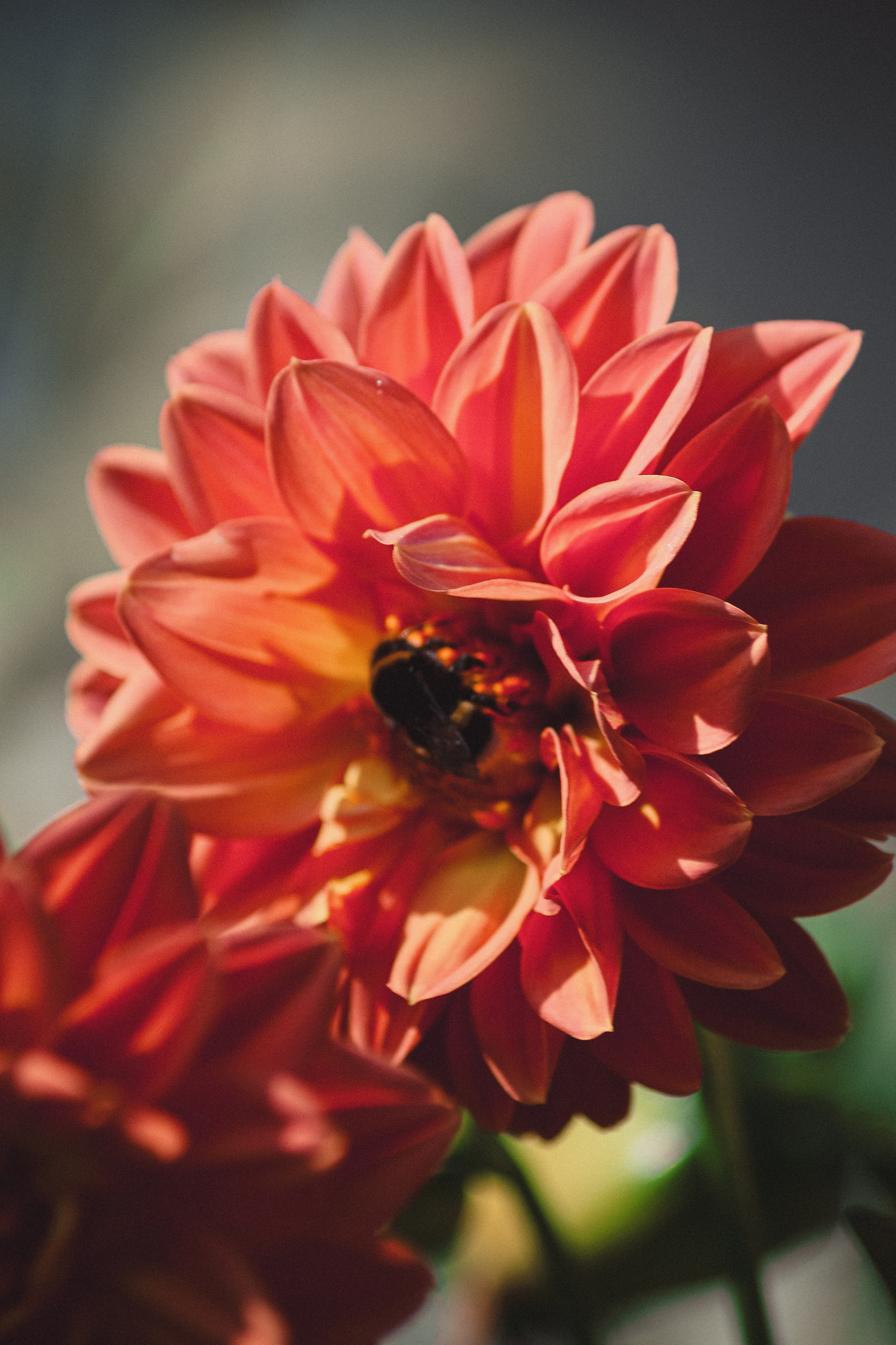 Р А С Т Е Н И Я. — Digital Noise —