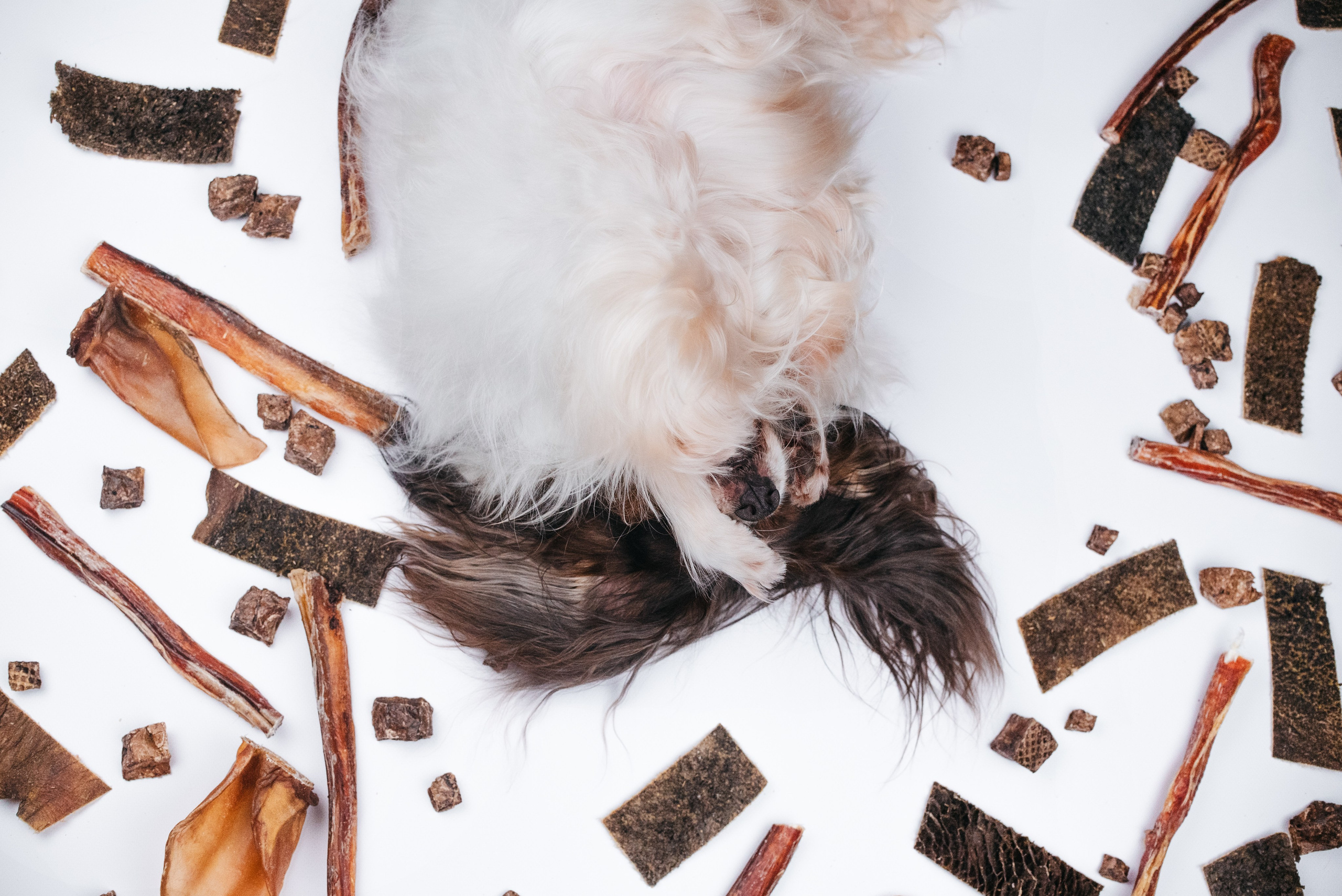 Dog Bone контент. Фотограф-анималист Валерия, Москва, Мытищи