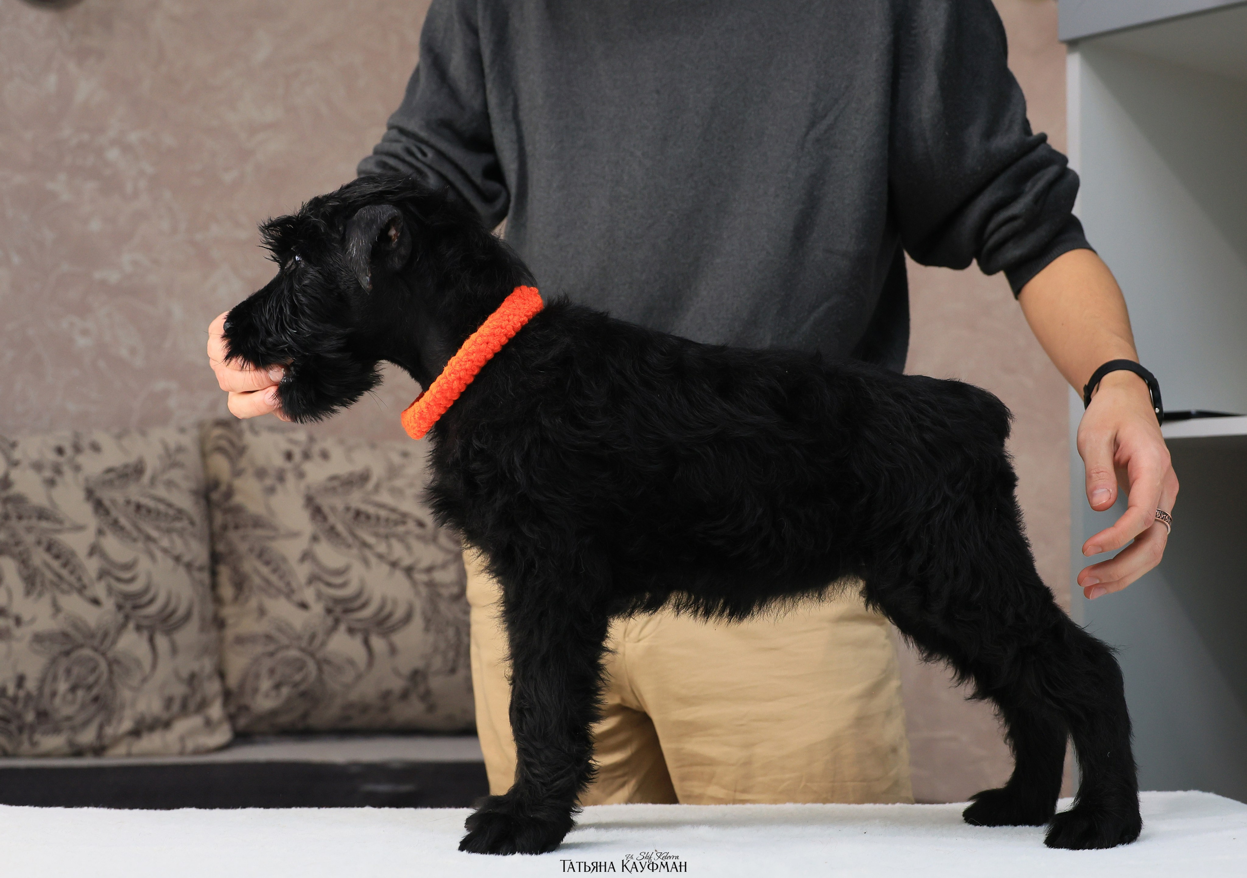 Ризеншнауцеры 2 месяца. Фотограф Анималист из Новосибирска Татьяна Кауфман