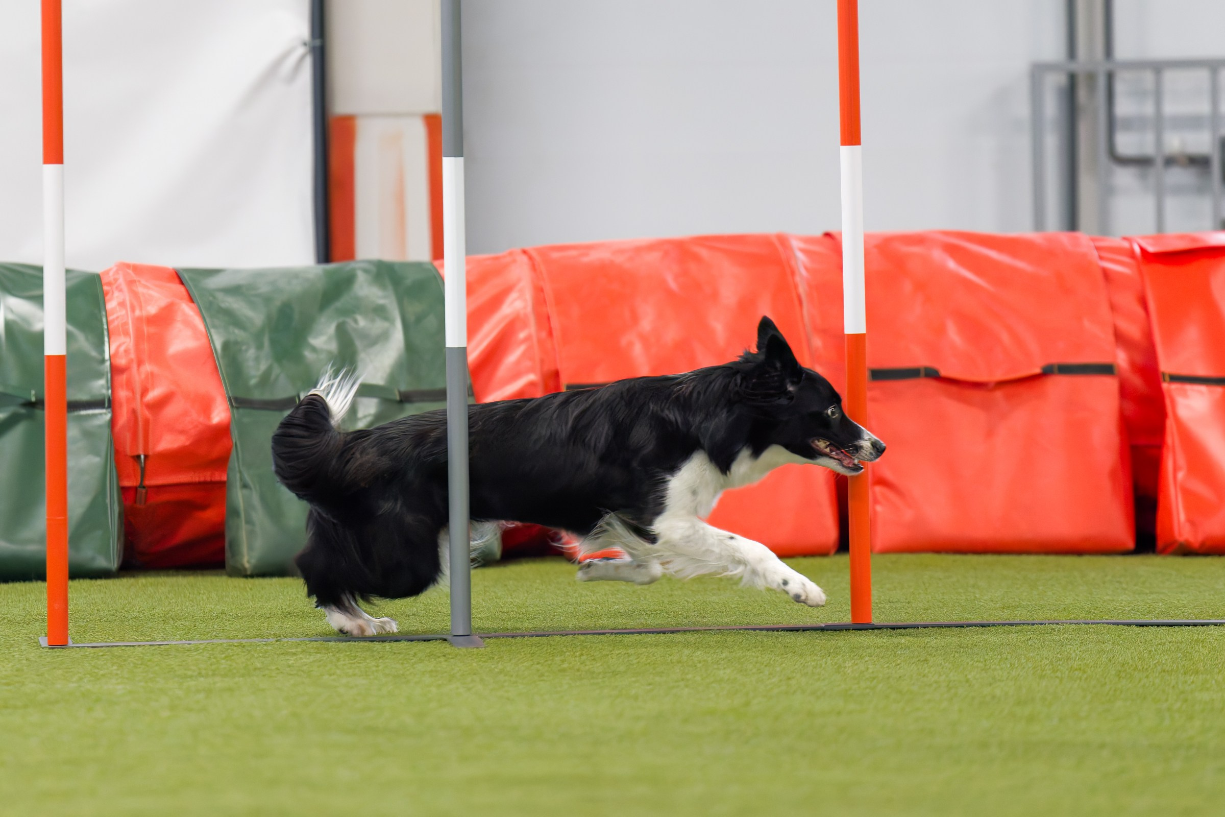 День рождения Пёсбурга — февраль 2025. Irenephoto.ru