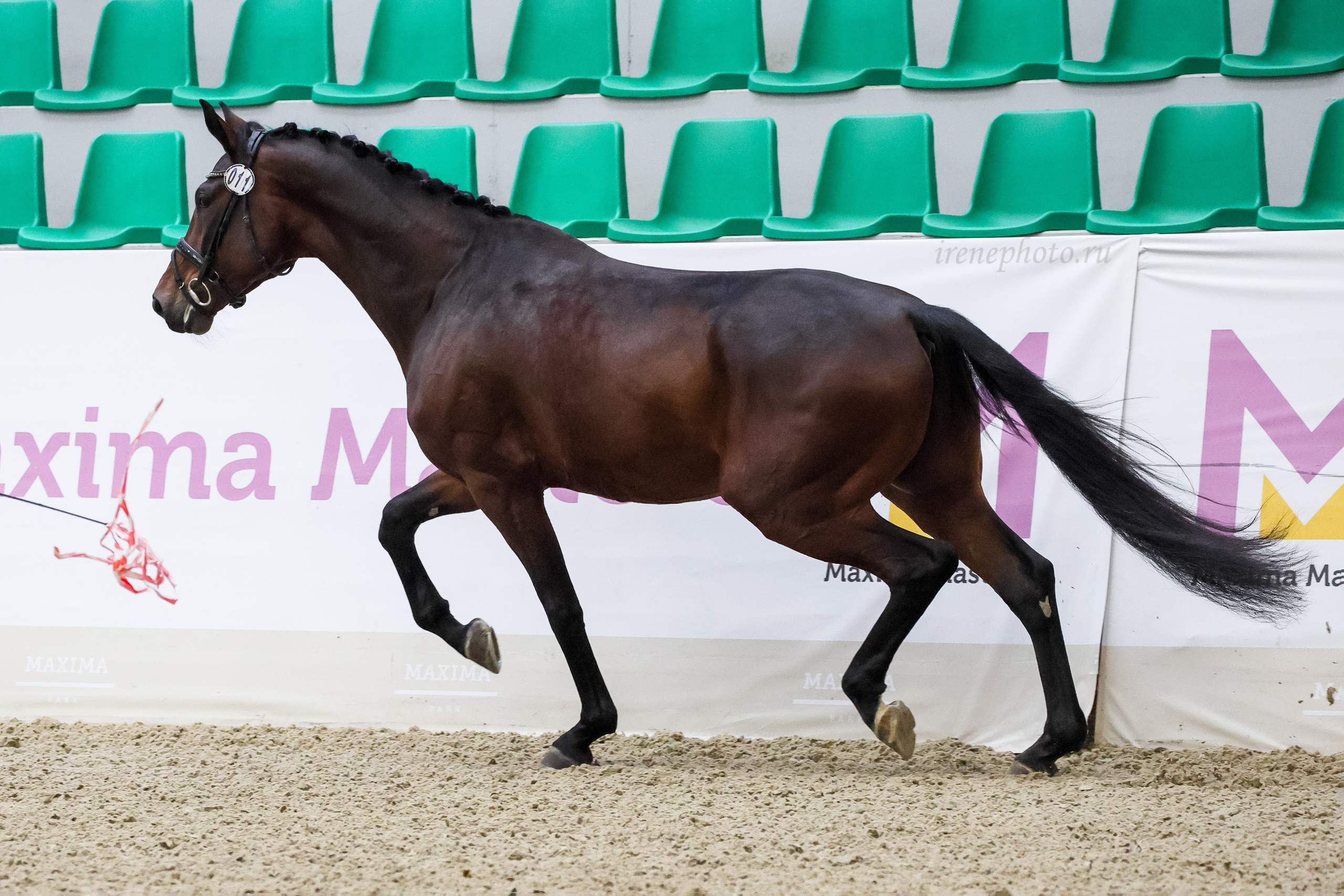 Конная Россия 2024 Оценка двигательных качеств. Irenephoto.ru