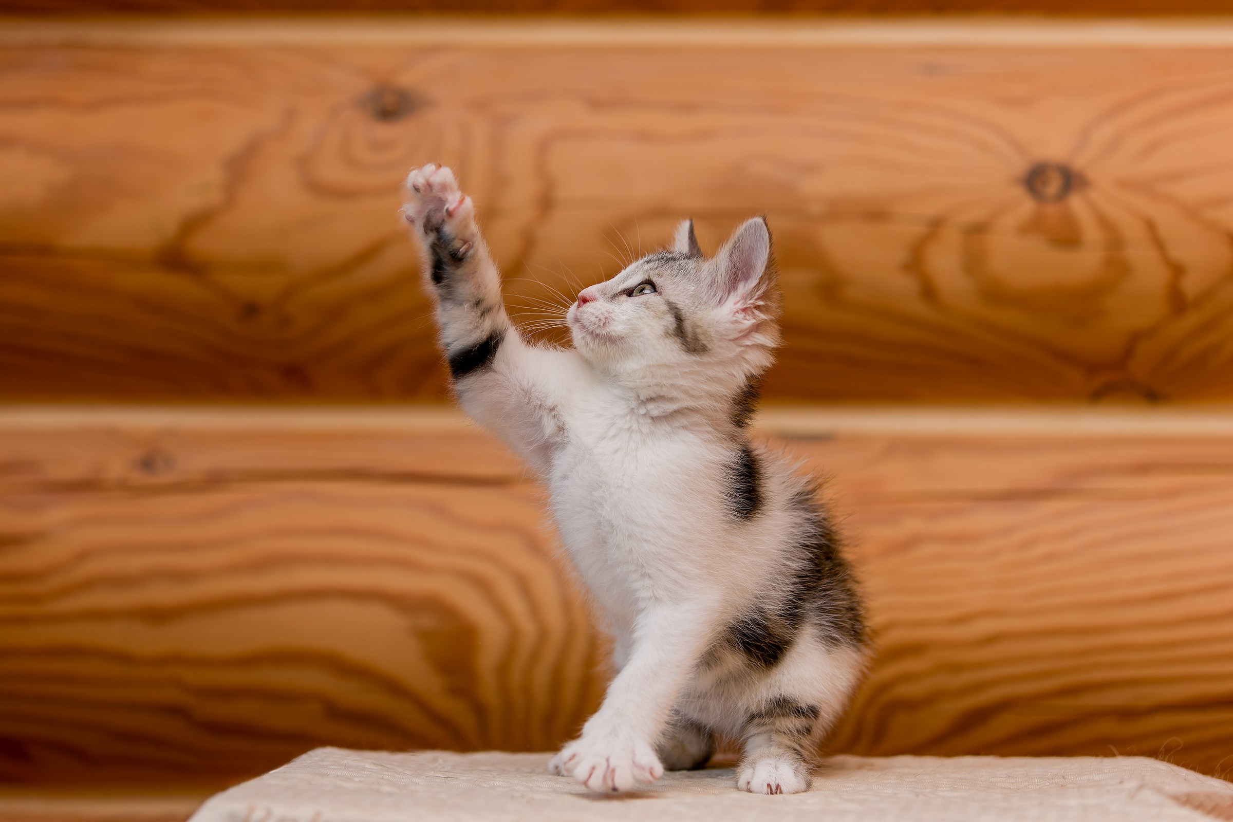 Котята. Irenephoto.ru