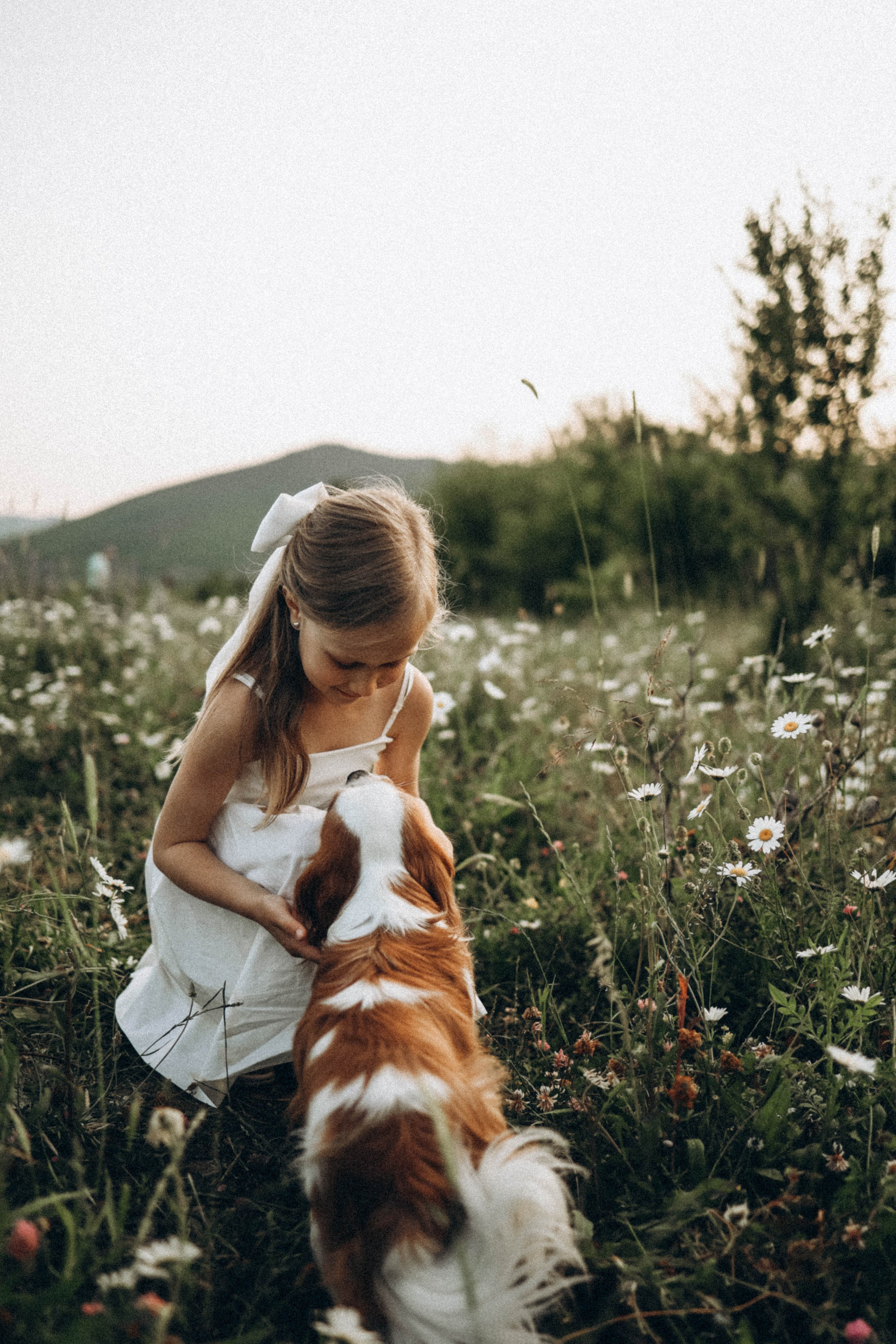 Ромашки. Фотограф Немазенко Ольга