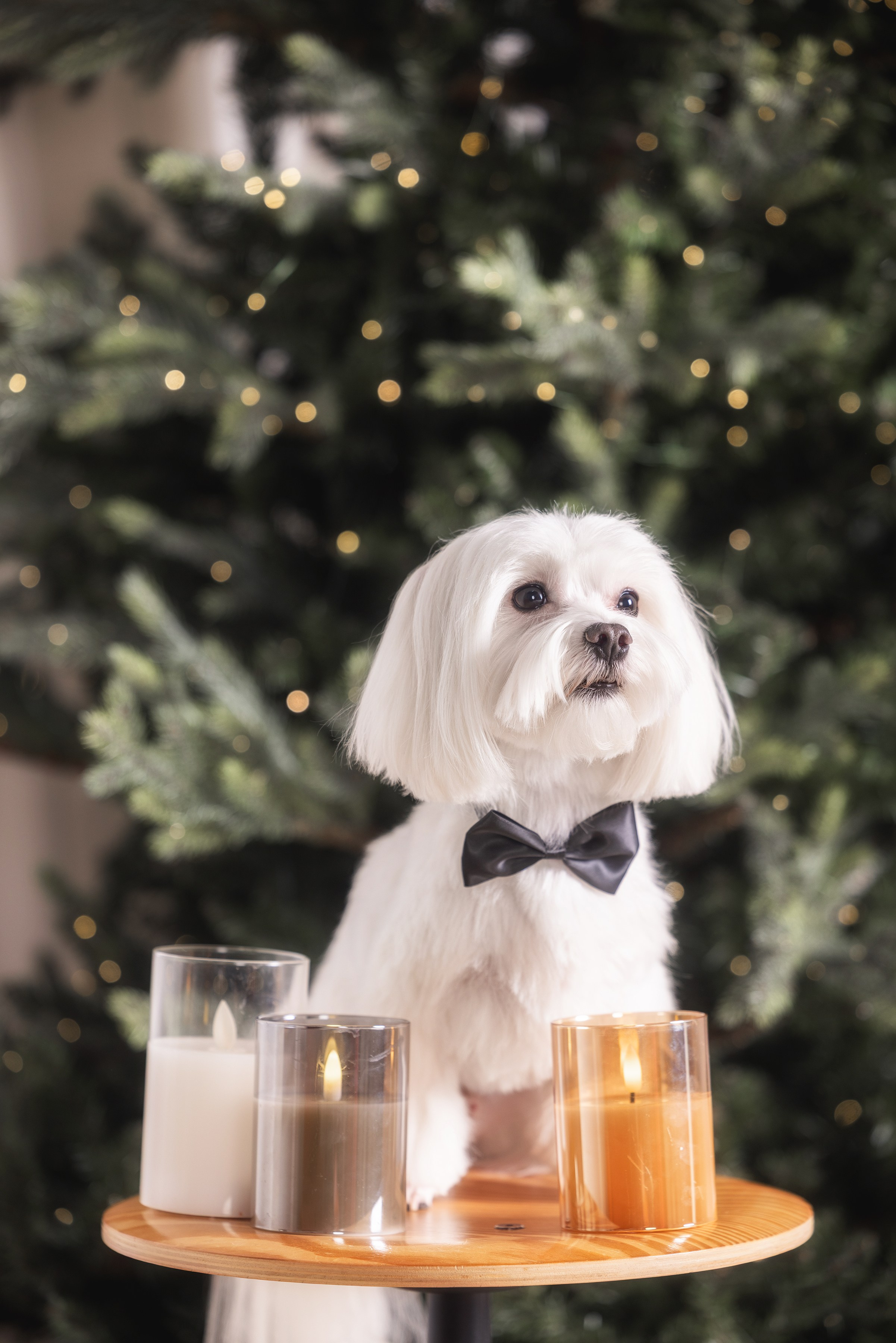 Хвостатый Новый Год. Фотограф Алена Звездина