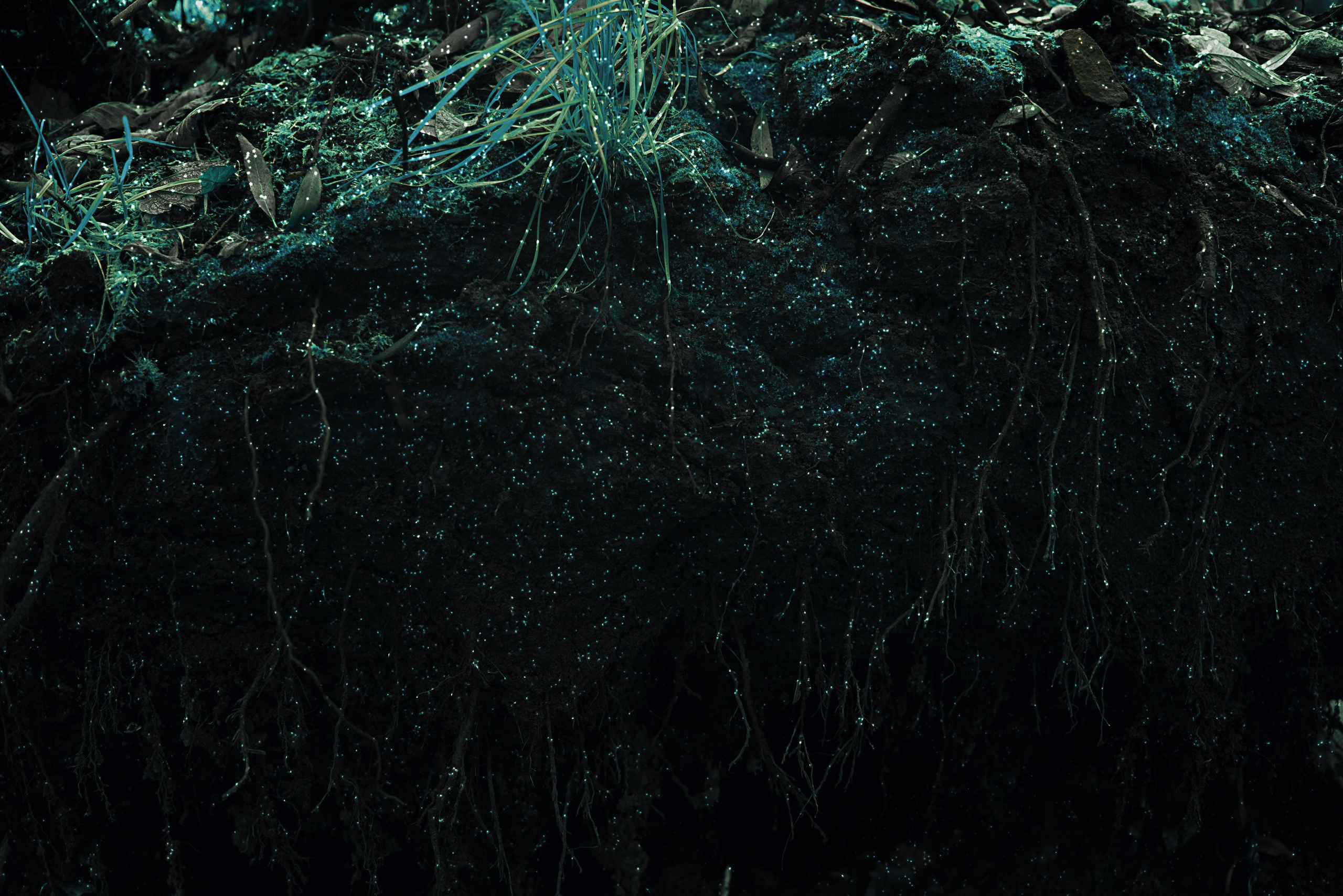 Talking to the forest (in progress). MAIN