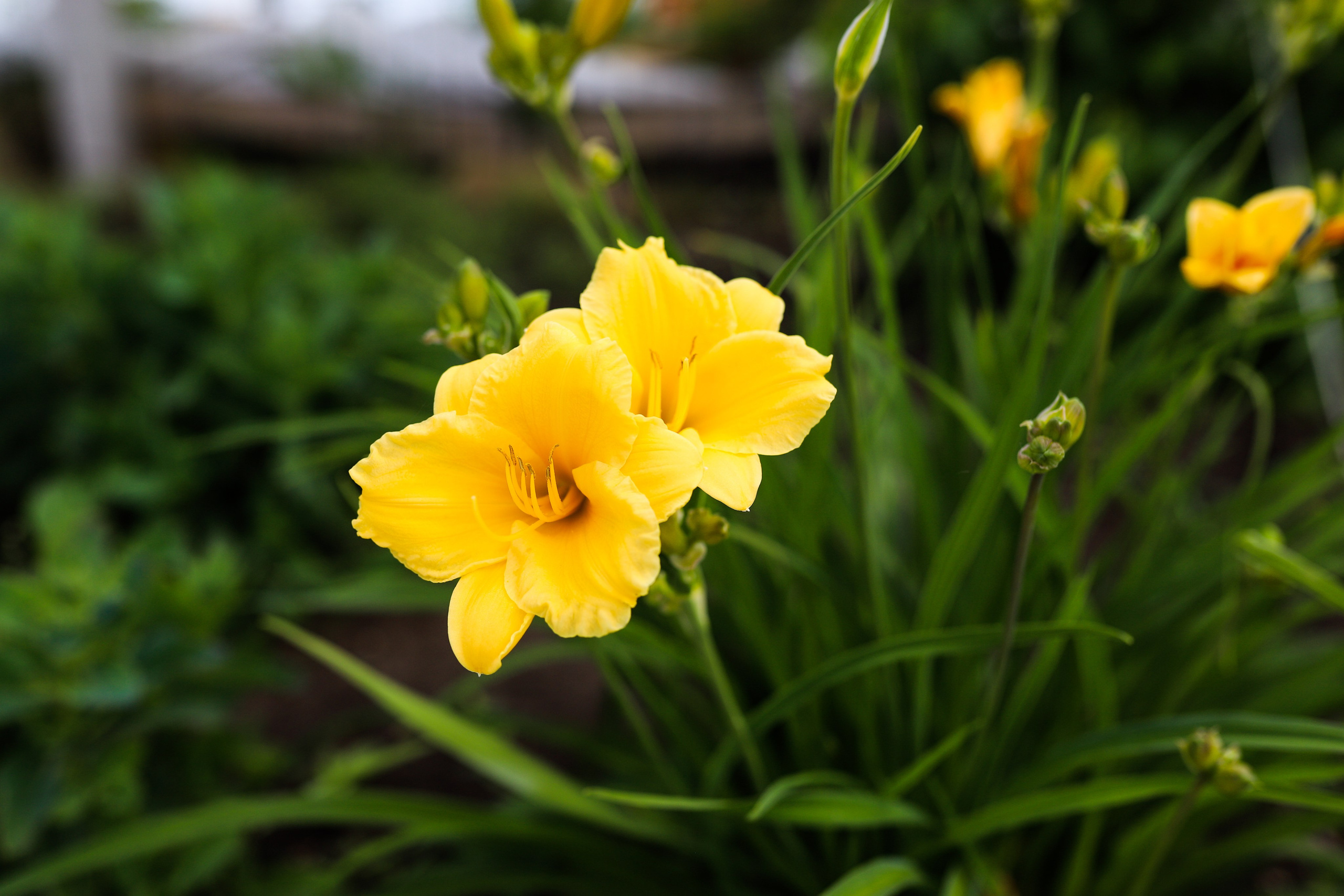 Садовый центр. Фотограф Эмилия Сафиуллина