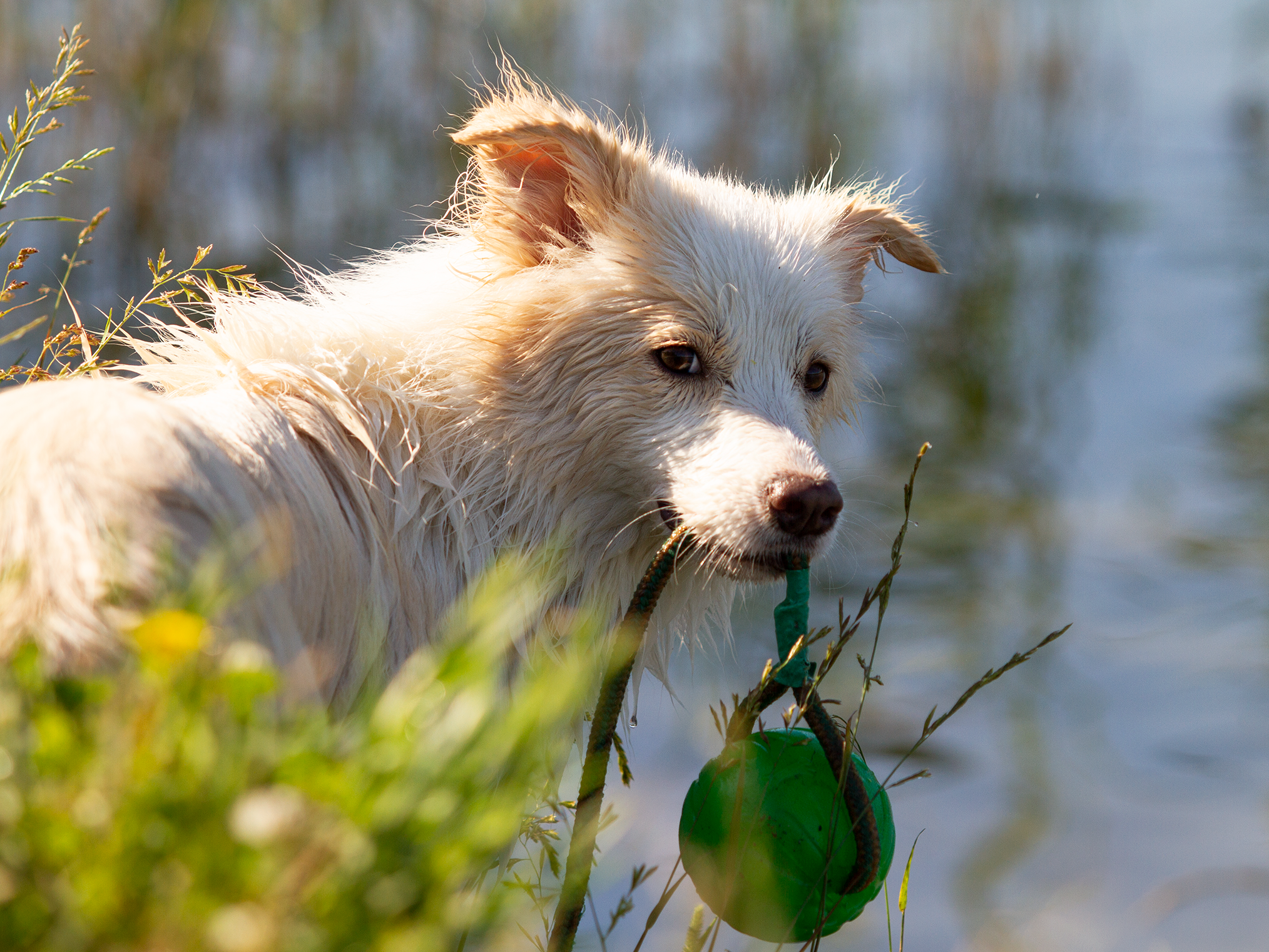Собаки. Фотограф-анималист в Москве и МО Самойлова Марина