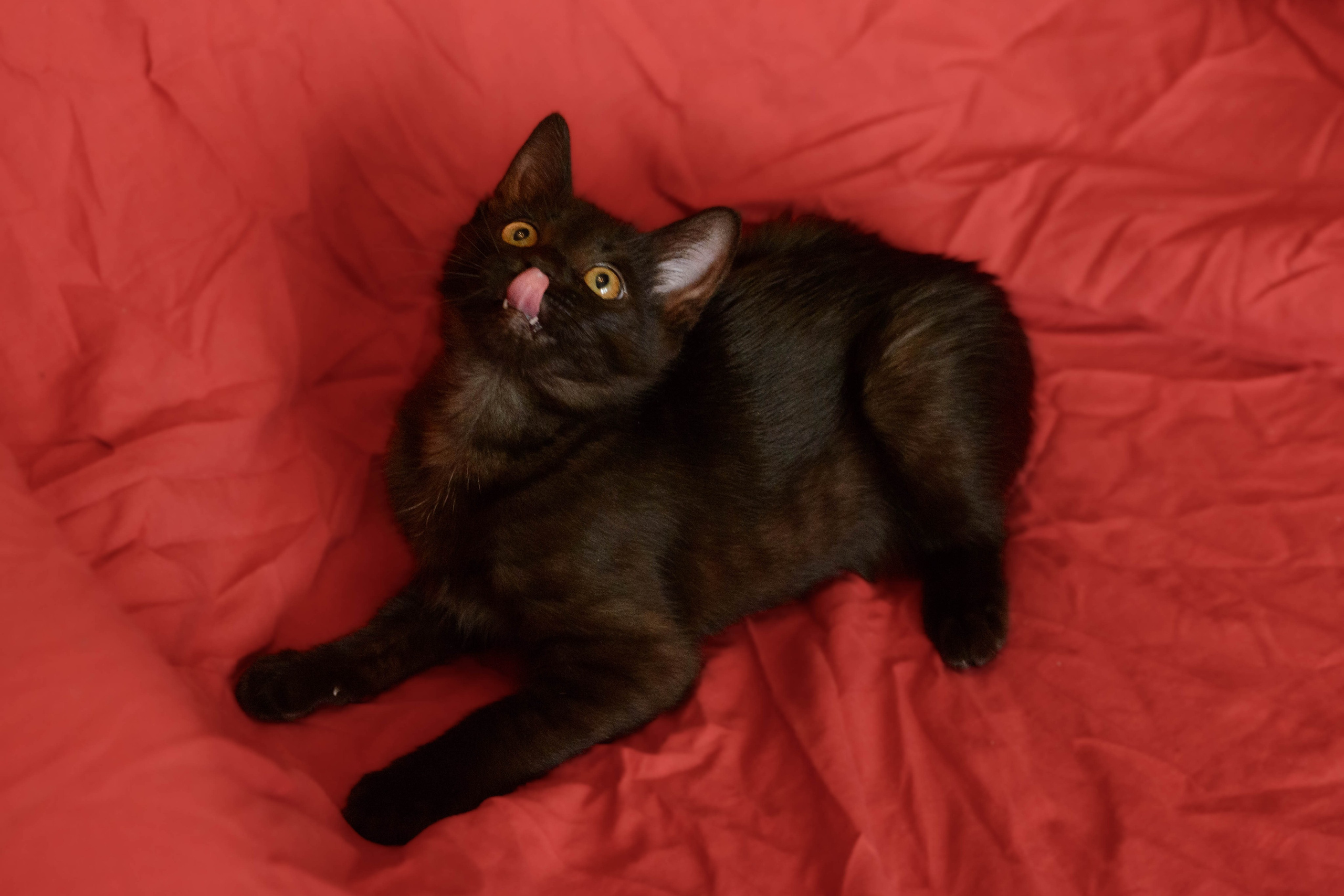 Котёнок. Фотосессии