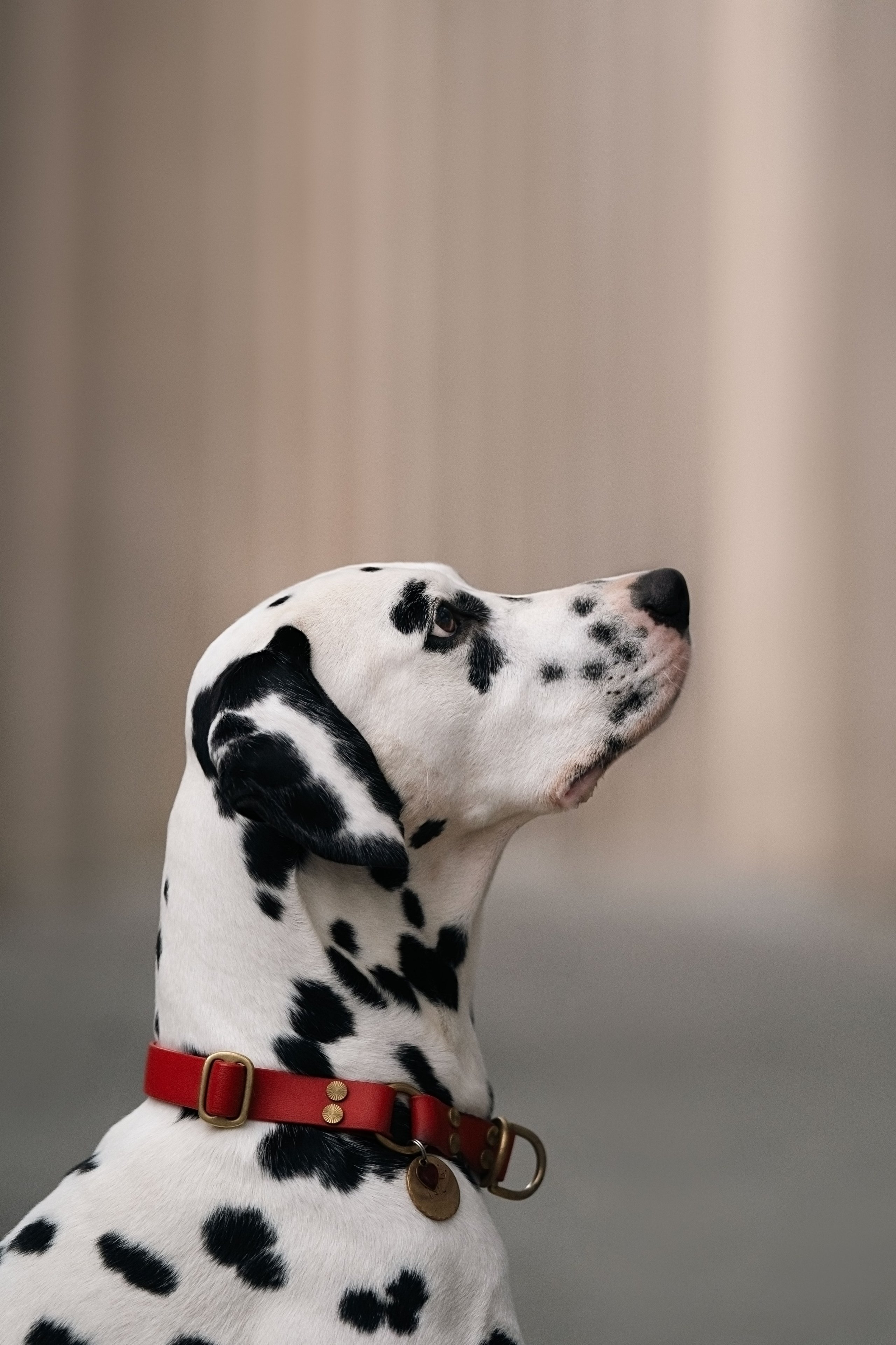 1 Далматин. Фотограф анималист