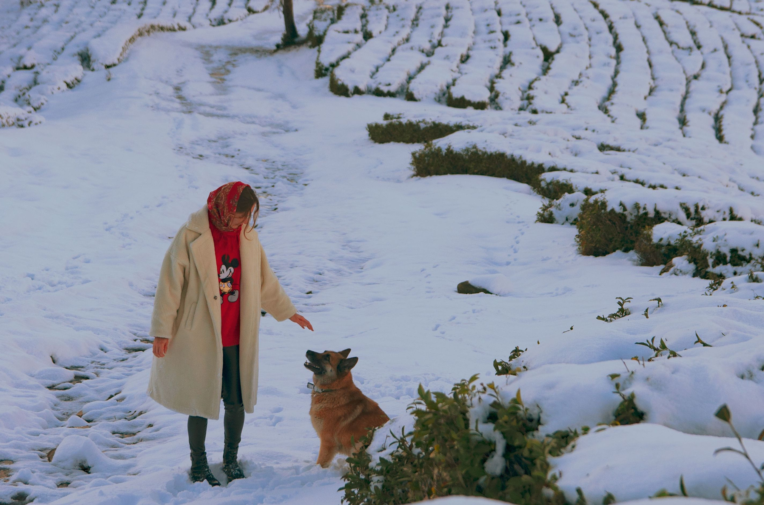 В снегу. Главная