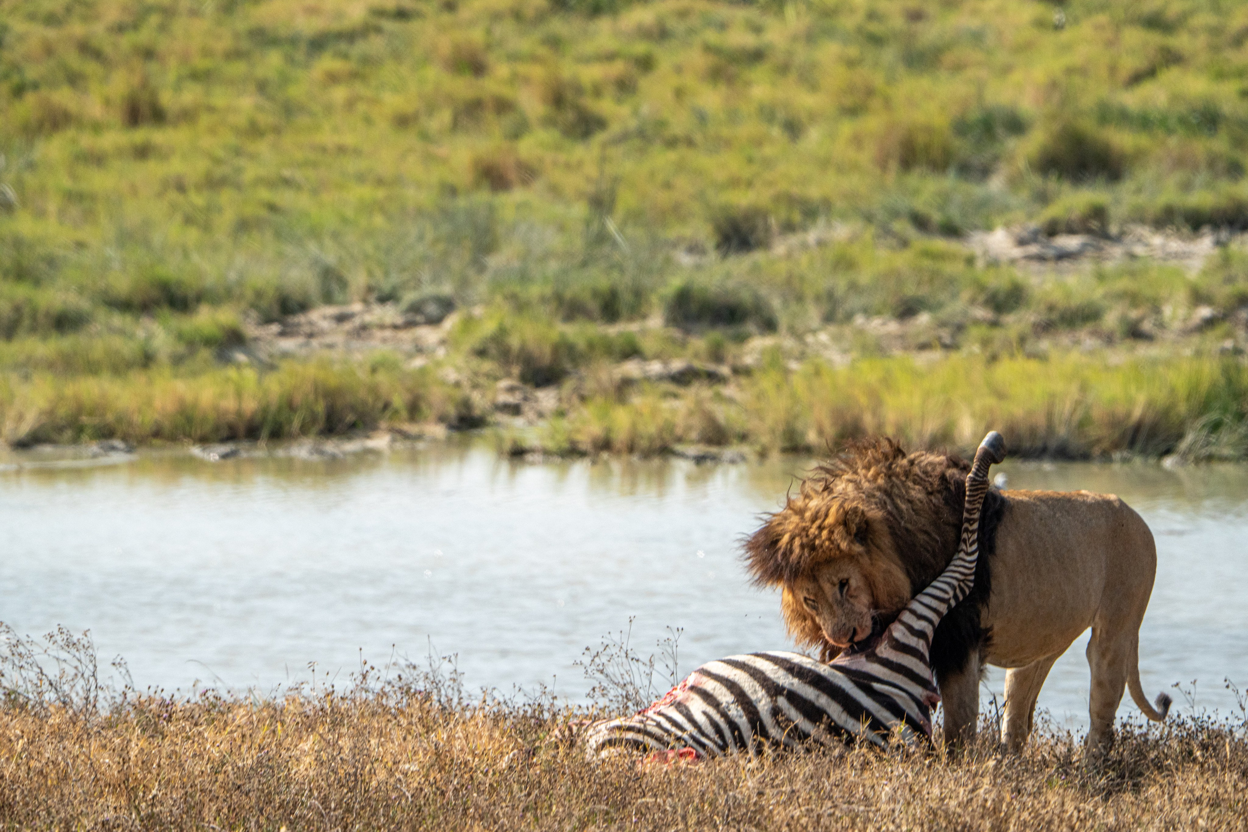Танзания, сафари, 2025. Творческие сьемки