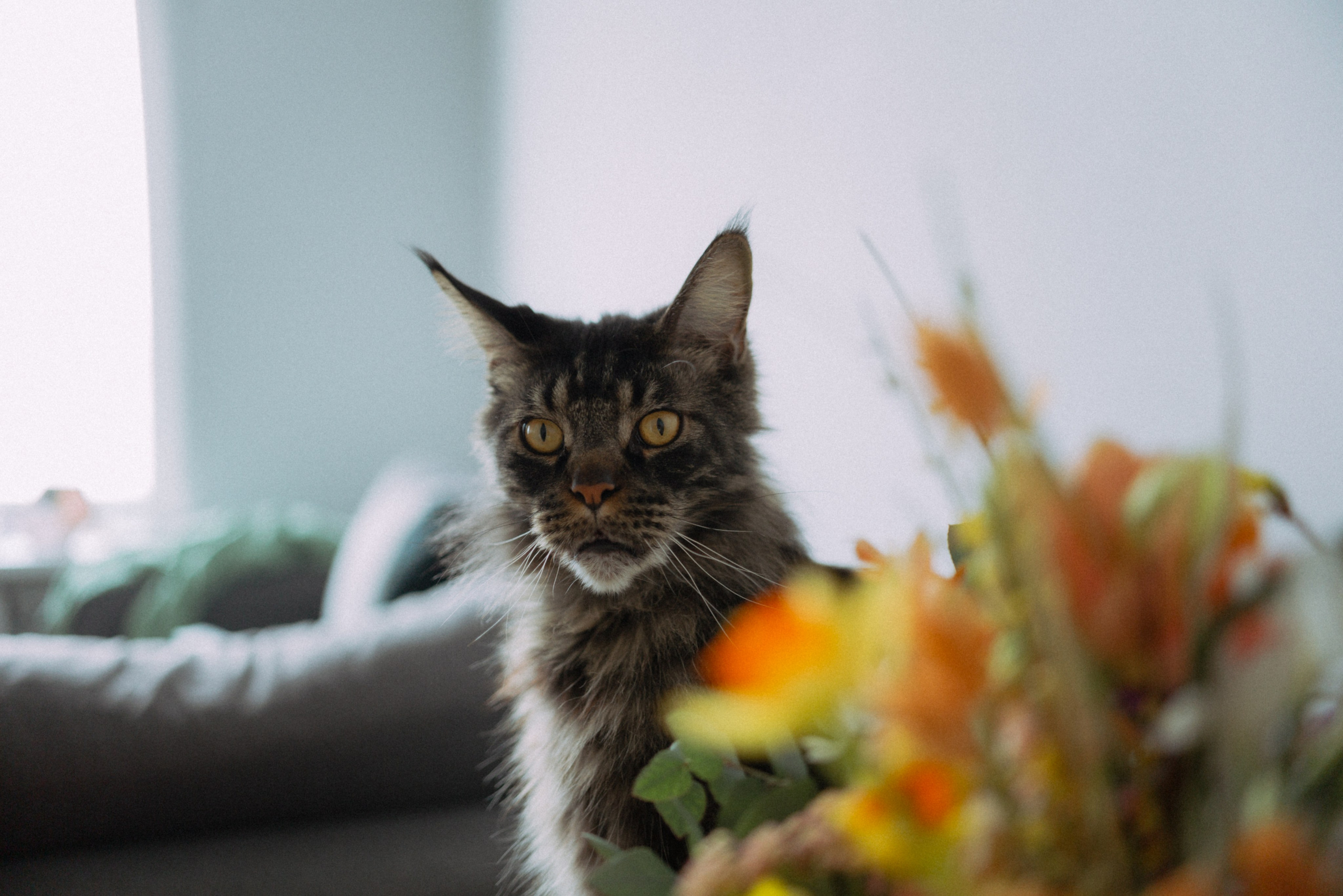 Свадьба и мероприятия. Фотограф Анастасия Чеботарева