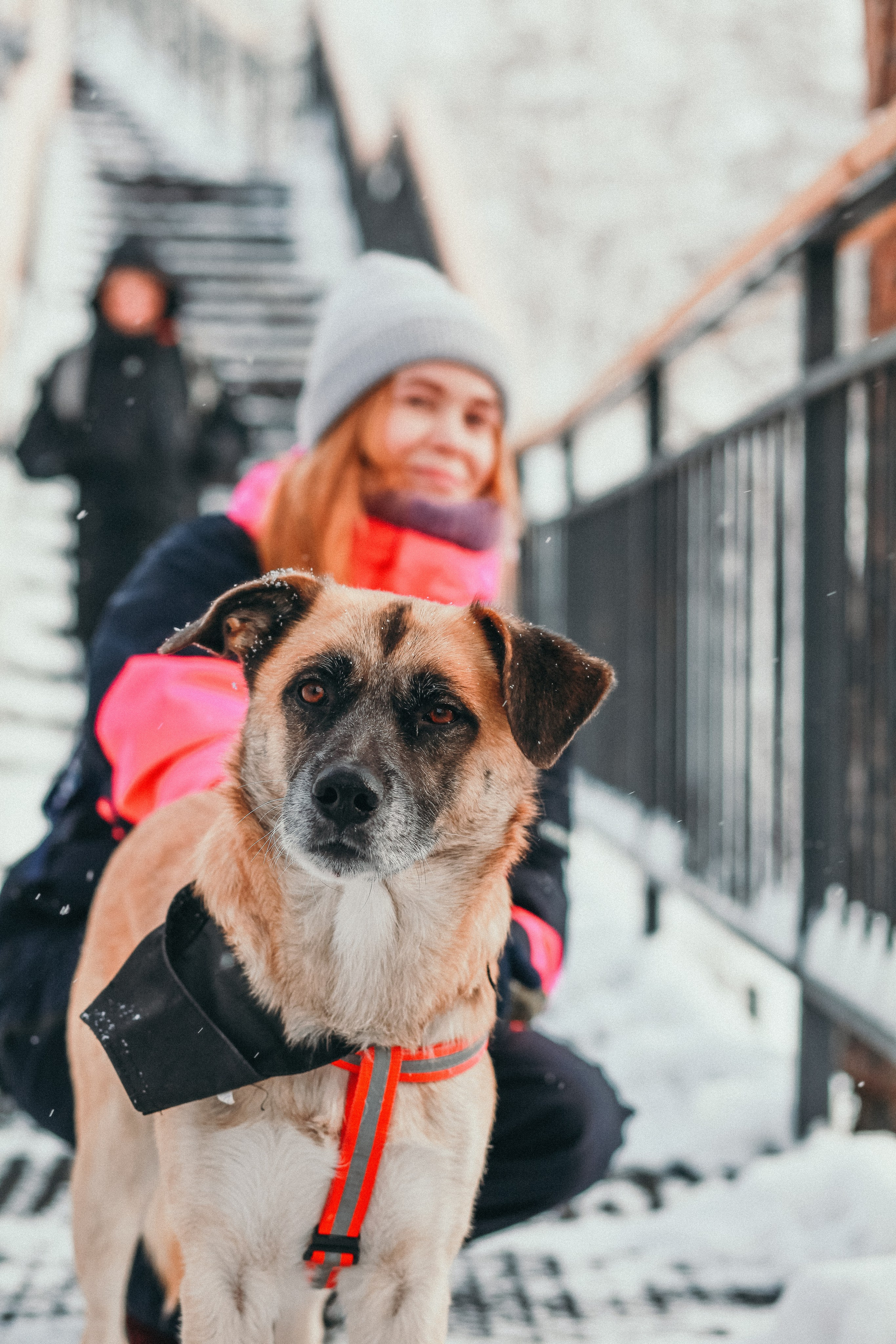 Фотосессии собак. Фотограф Дарья Локотко в Красноярске