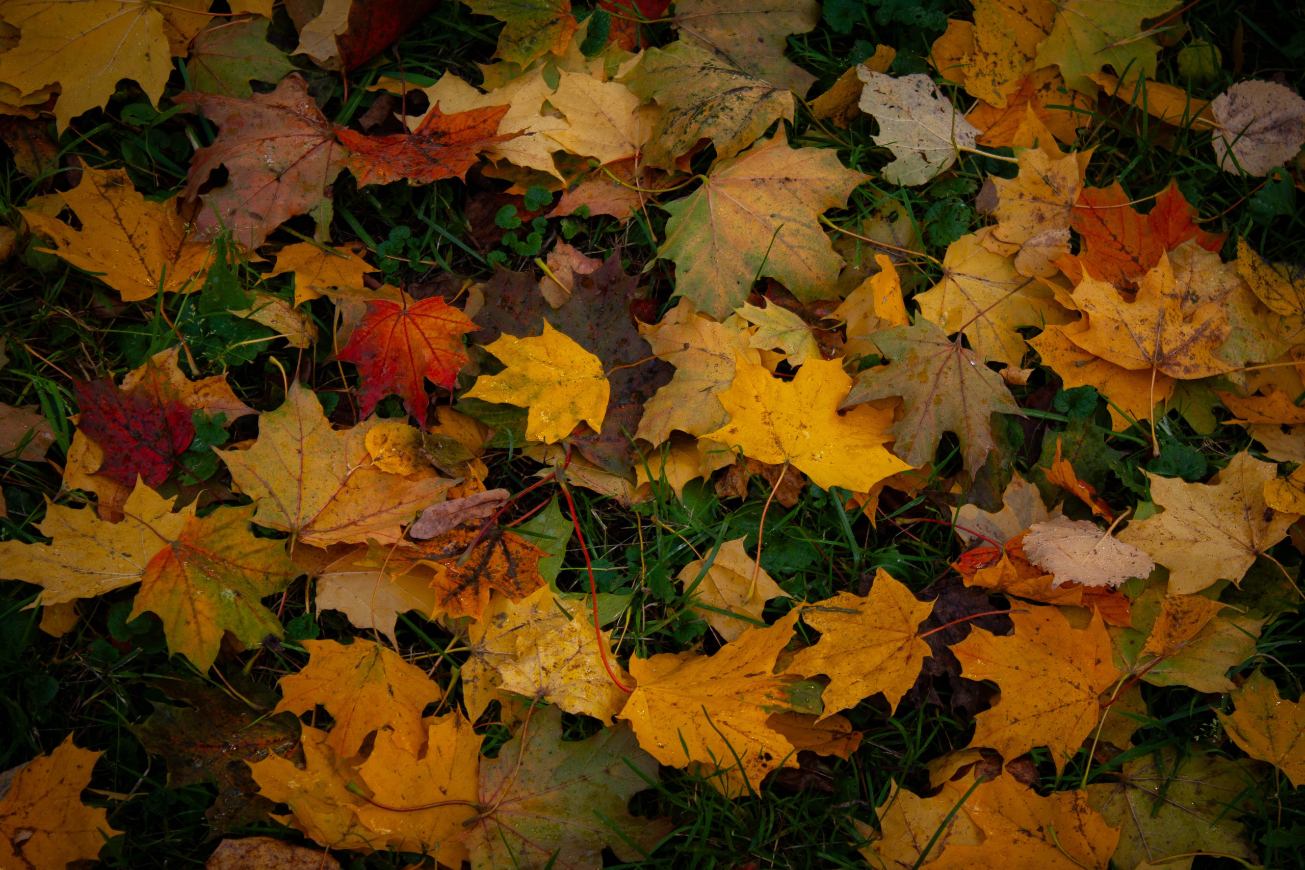 Природа, зверушки. Фотограф и кожевник Кирилл Удалов