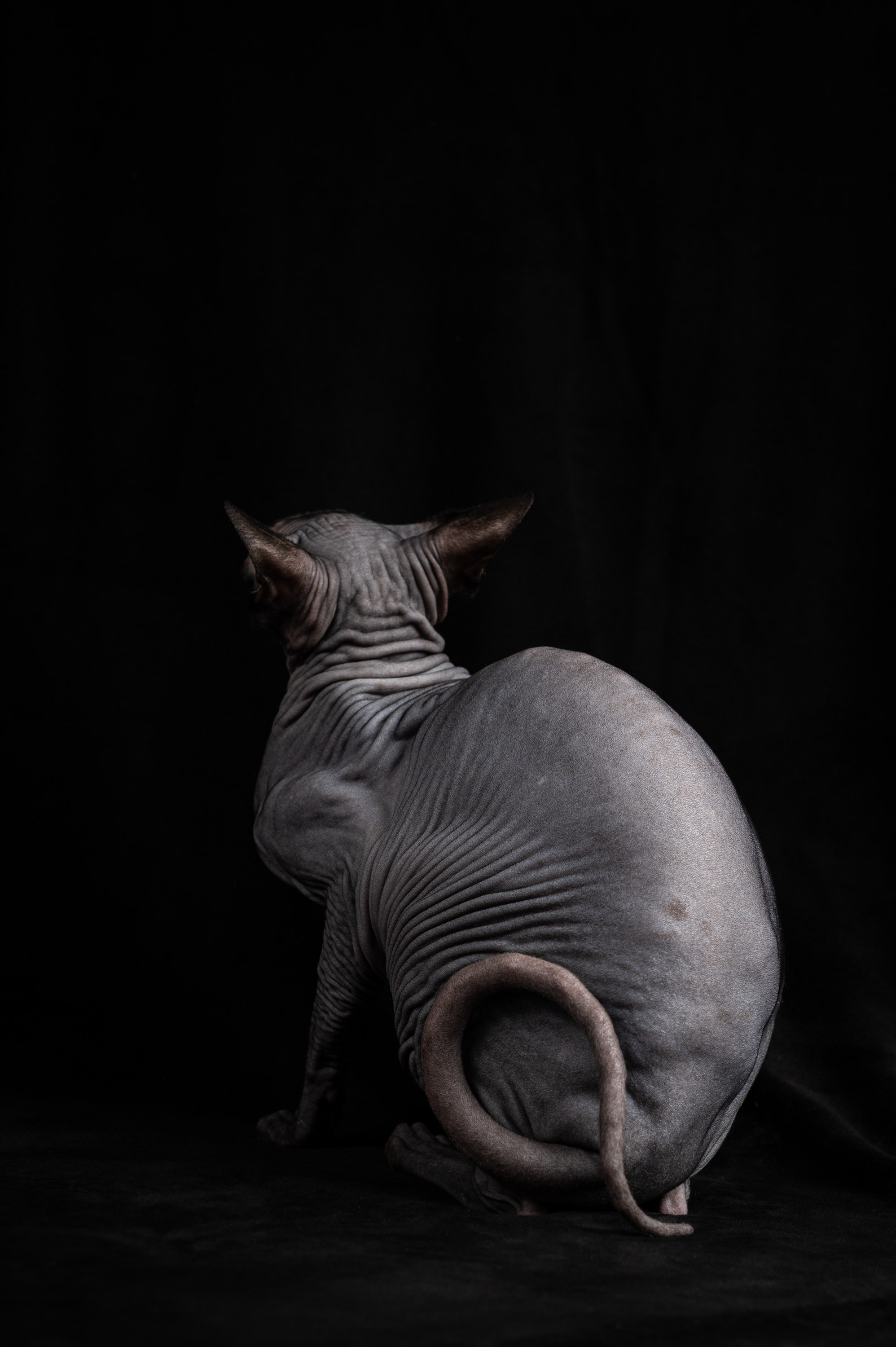 Клёпа | сфинкс. Alexandrovna photography