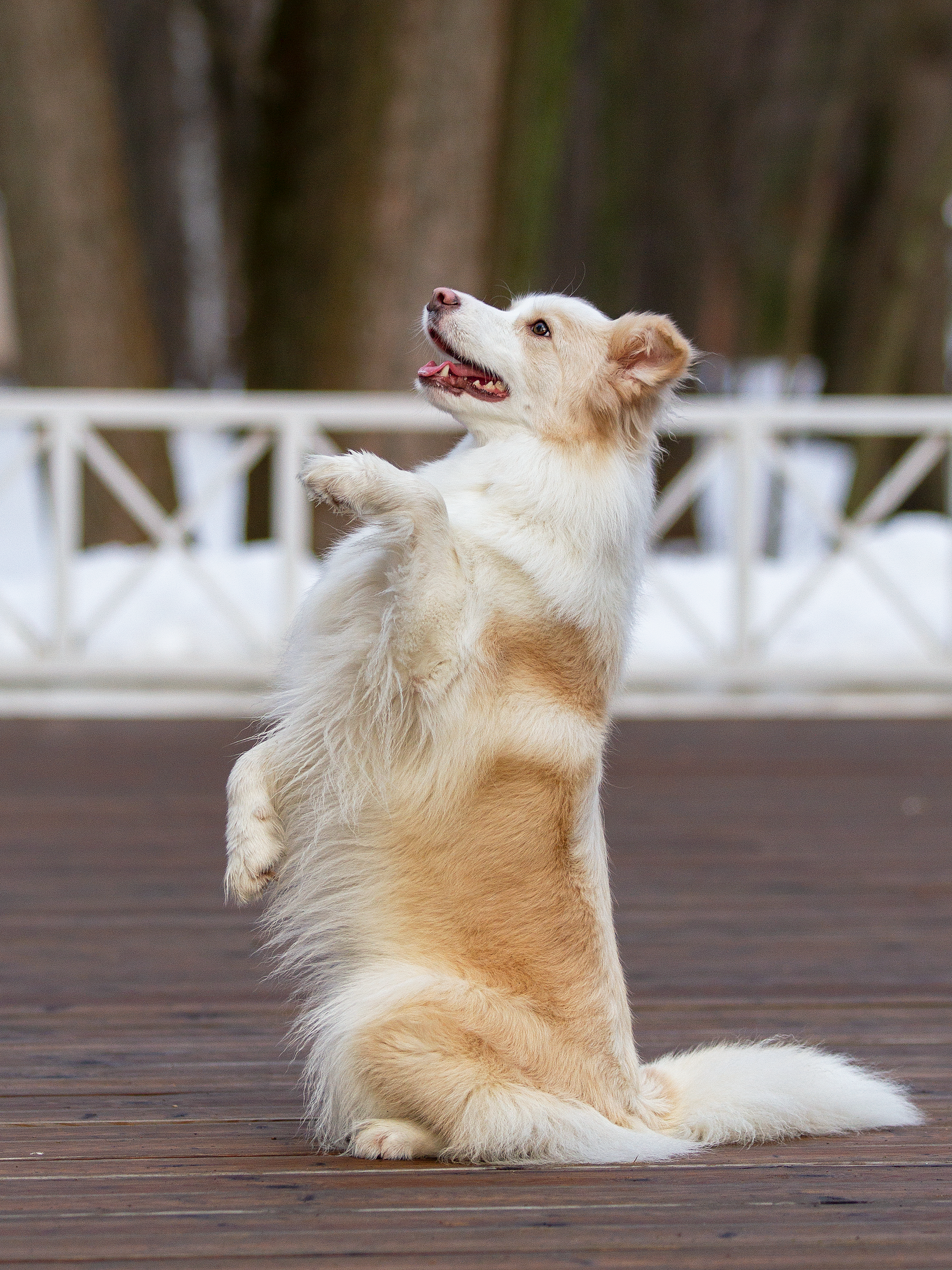 Собаки. Фотограф-анималист в Москве и МО Самойлова Марина