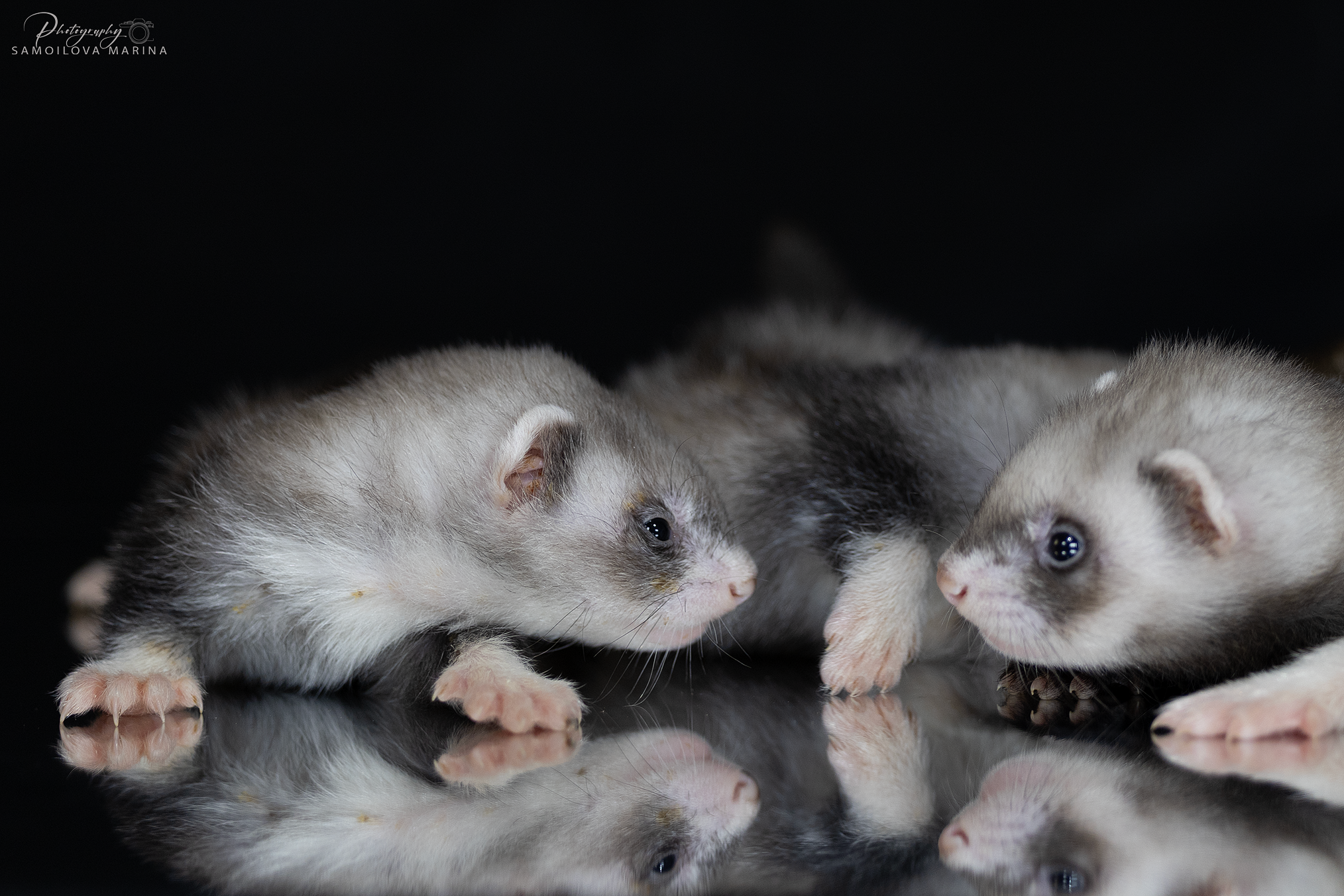 Хорьки. Фотограф-анималист в Москве и МО Самойлова Марина
