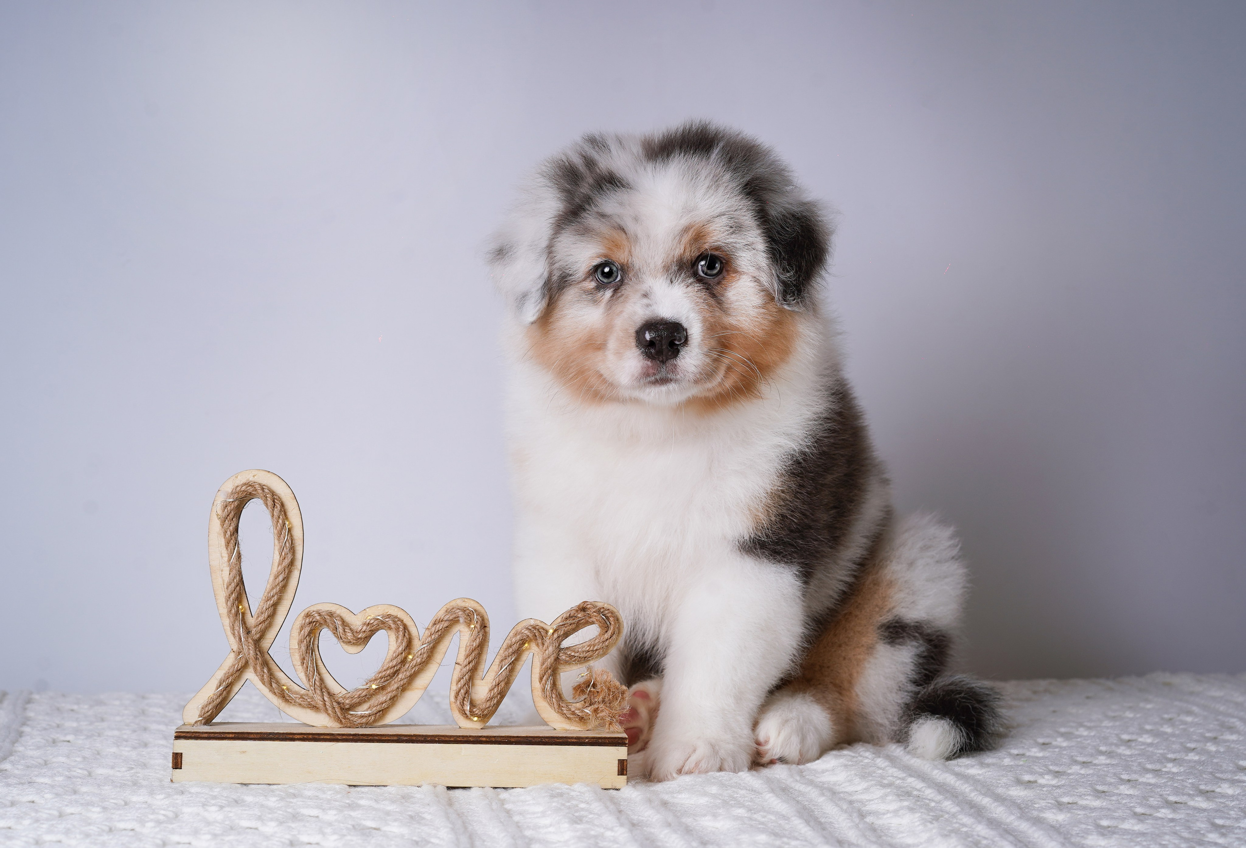 Щенки аусси. Фотограф-анималист в Санкт-Петербурге Яна Мартынова