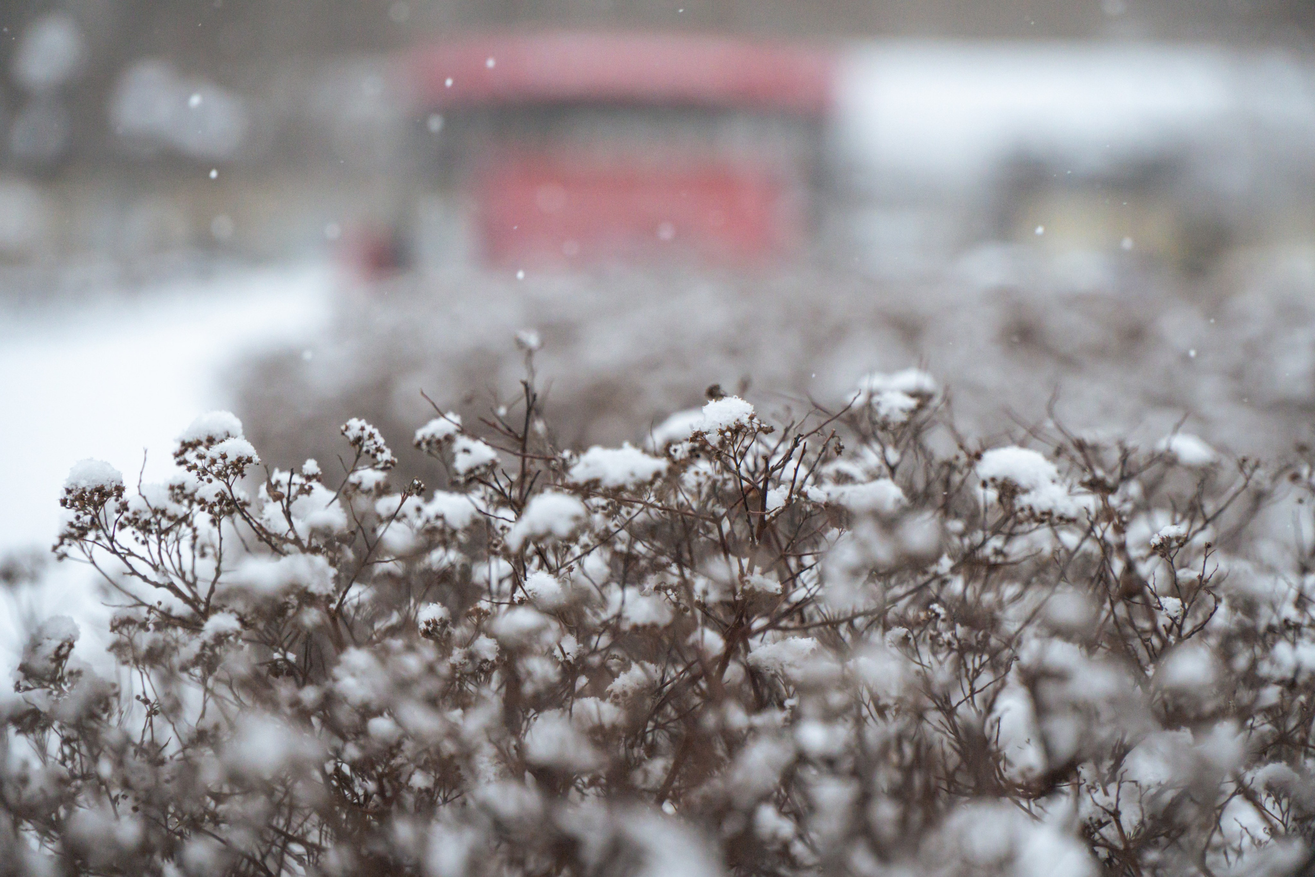 5 вёрст Наташинский 14 декабря 2024. Роман Капилюшов. Бег. Фото. Видео. г. Люберцы