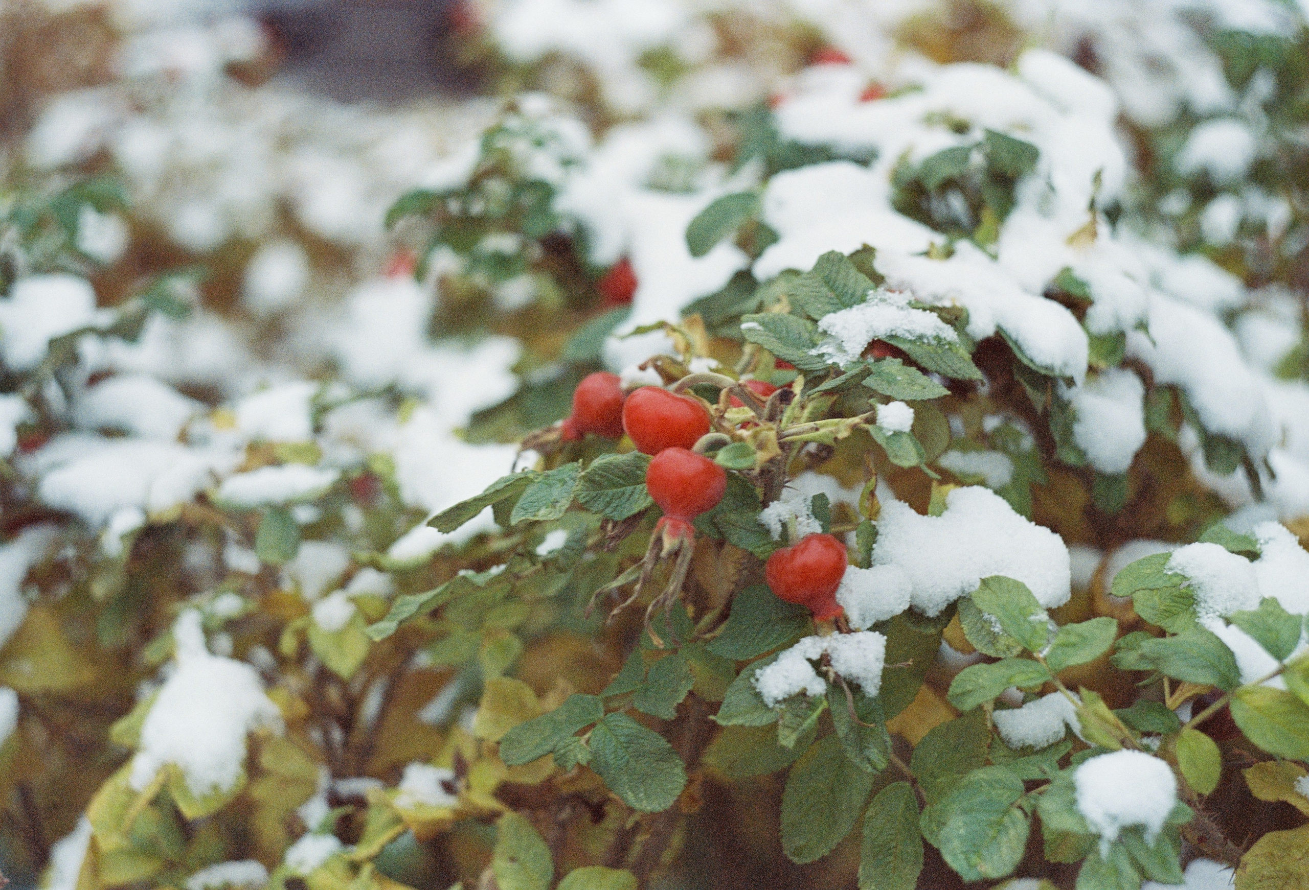 Съёмка на цветную фотопленку. Фотограф в Санкт-Петербурге и Москве Наталья Милли