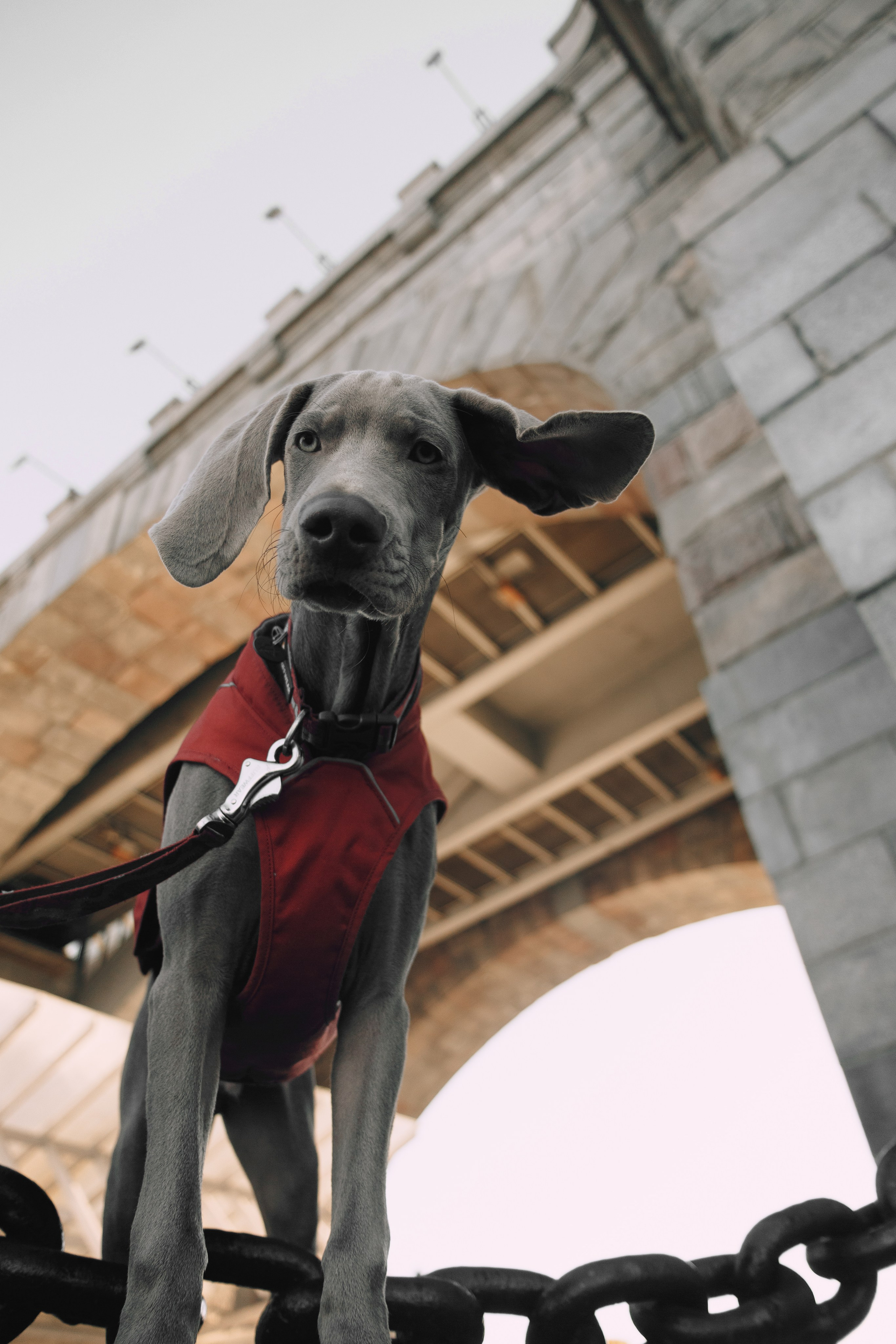 Оля, Саша и Бастиан. Фотограф анималист Кристина Карпова, Москва