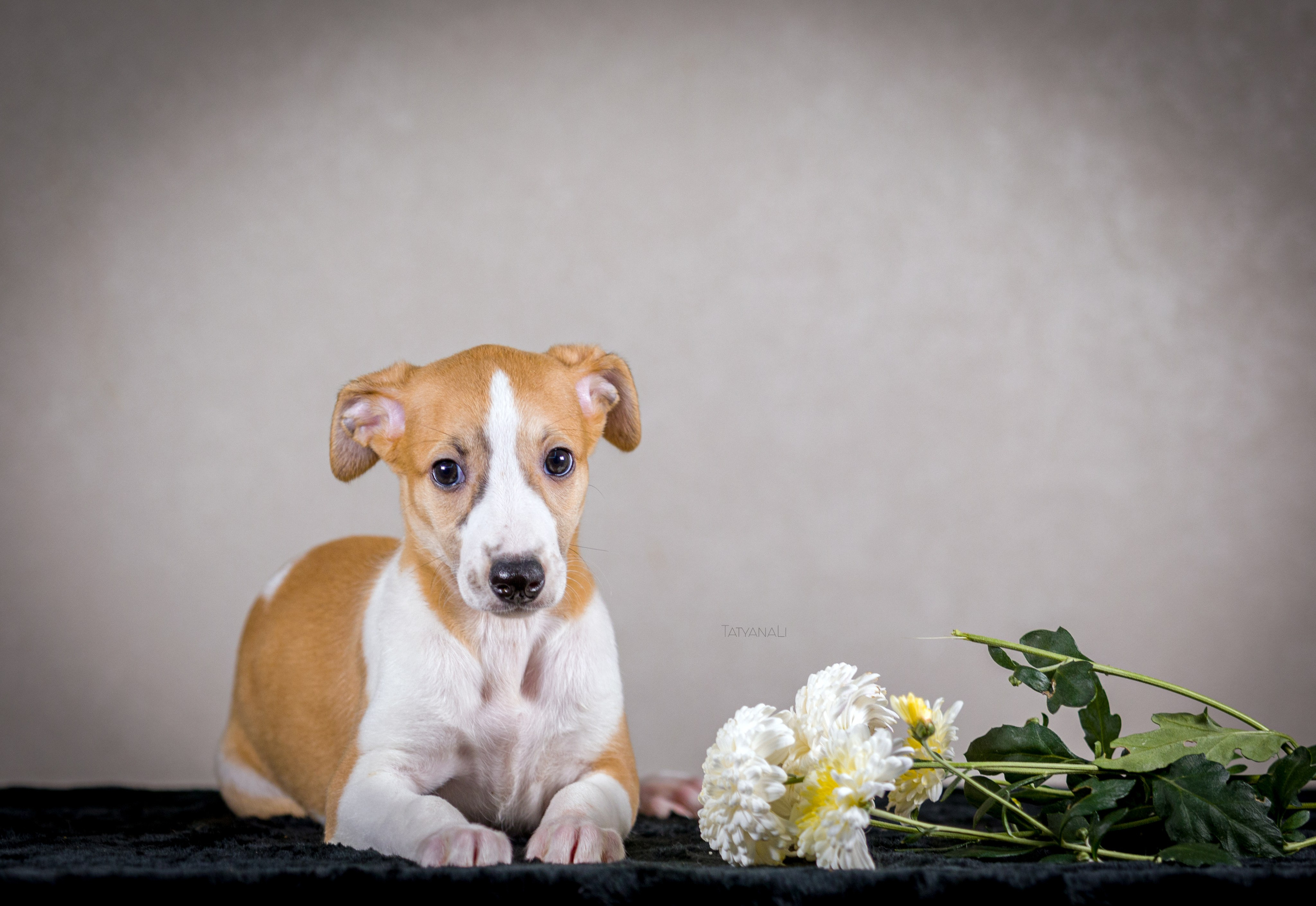 Уиппет. Фотограф — анималист Татьяна Ли